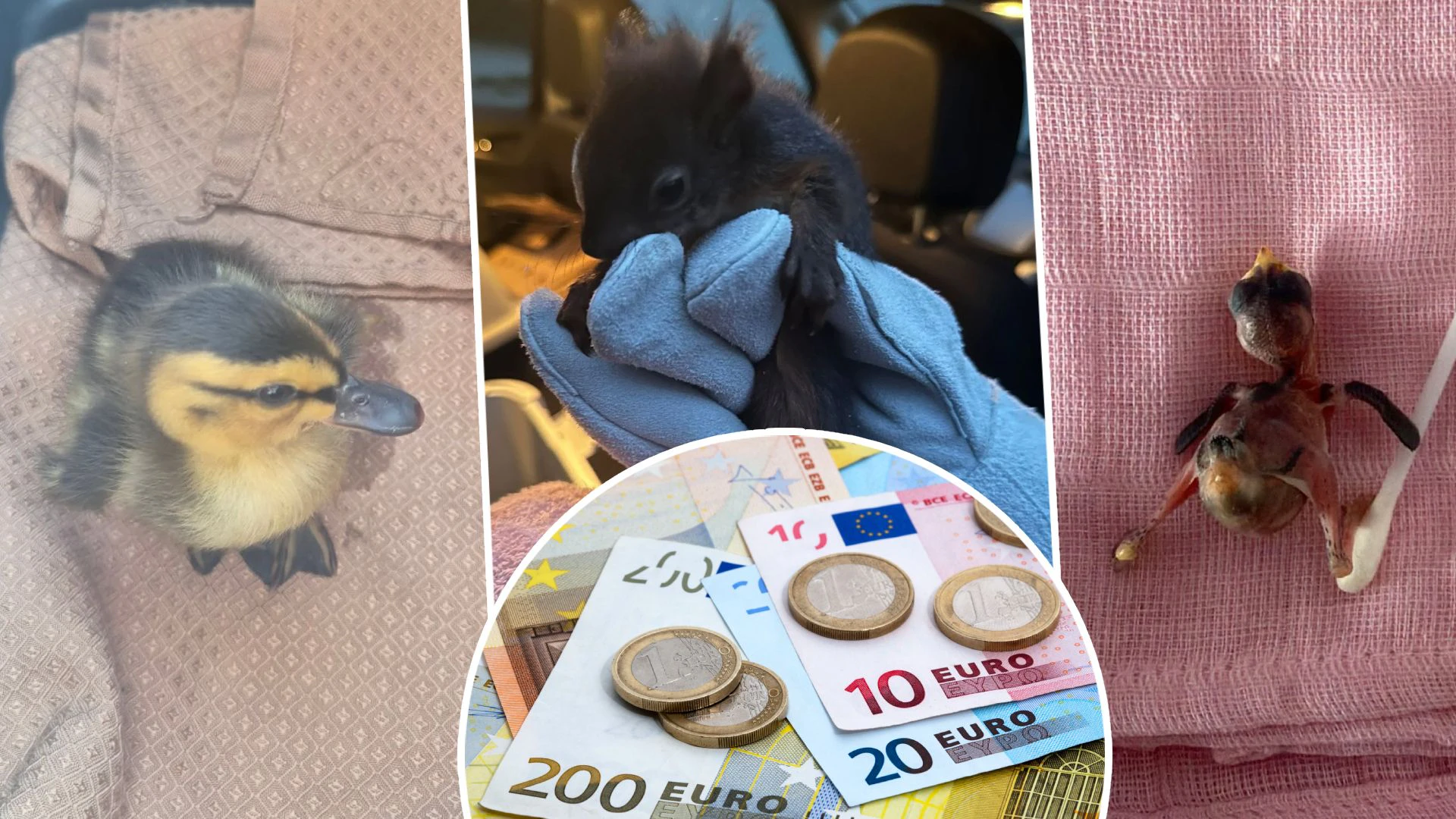 Die "SOS Tierhelfer Linz" werden immer öfter gerufen, geraten jetzt aber in eine finanzielle Schieflage.