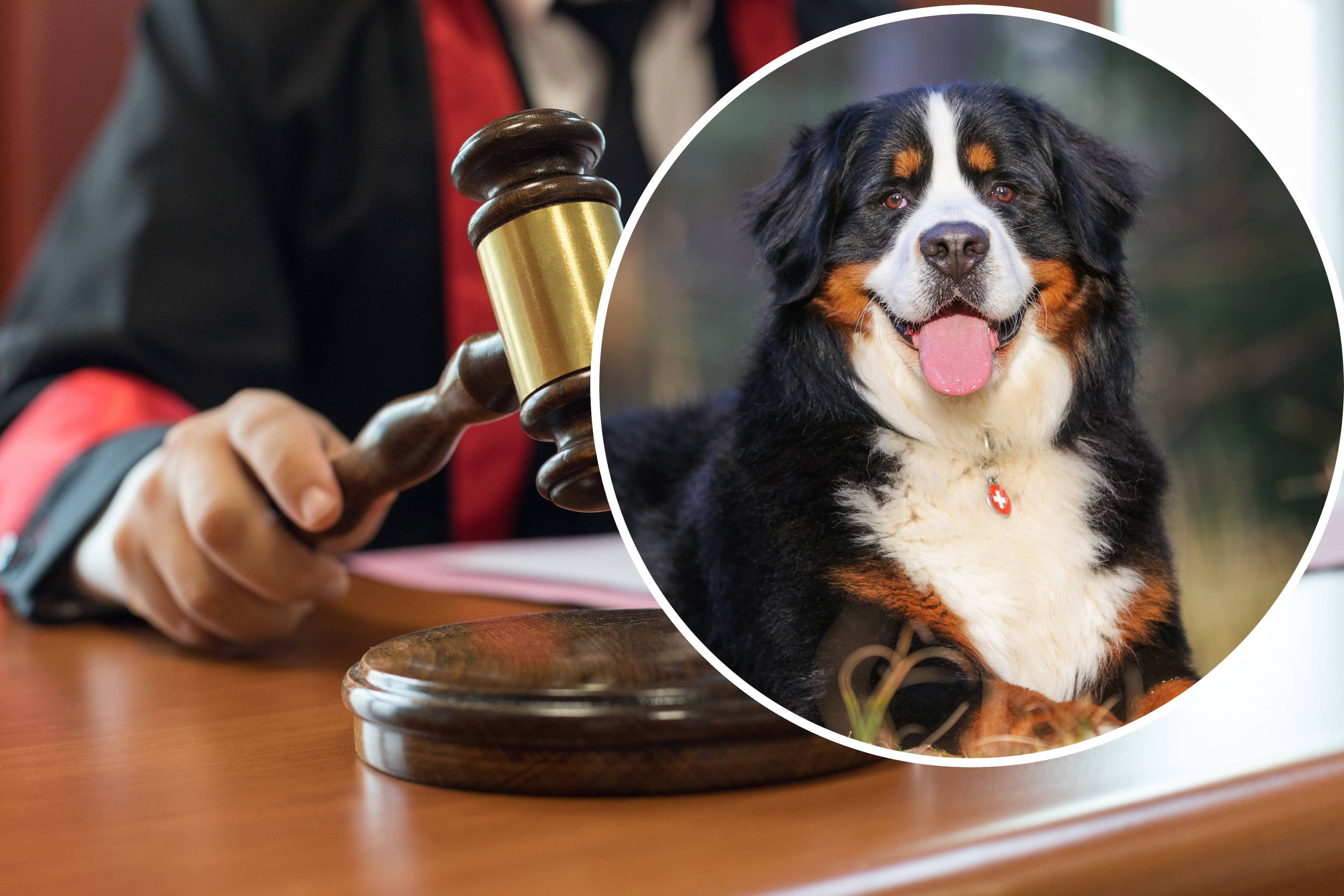 Vor Gericht sollte geklärt werden, ob der Halter seinen Berner Sennenhund überfordert habe.