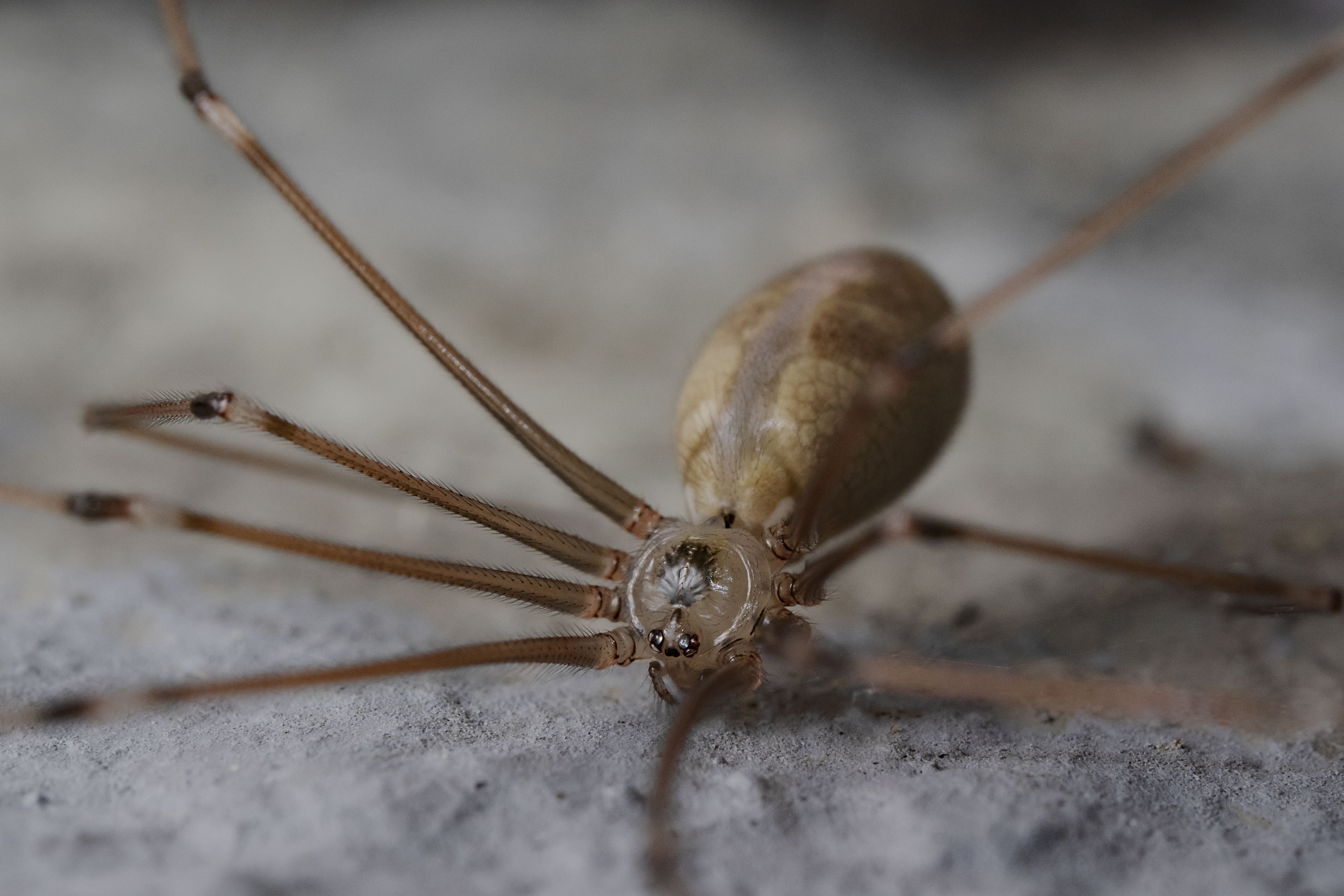 Die Zitterspinne sieht unheimlich aus, kann im Haushalt aber richtig praktisch sein heute.