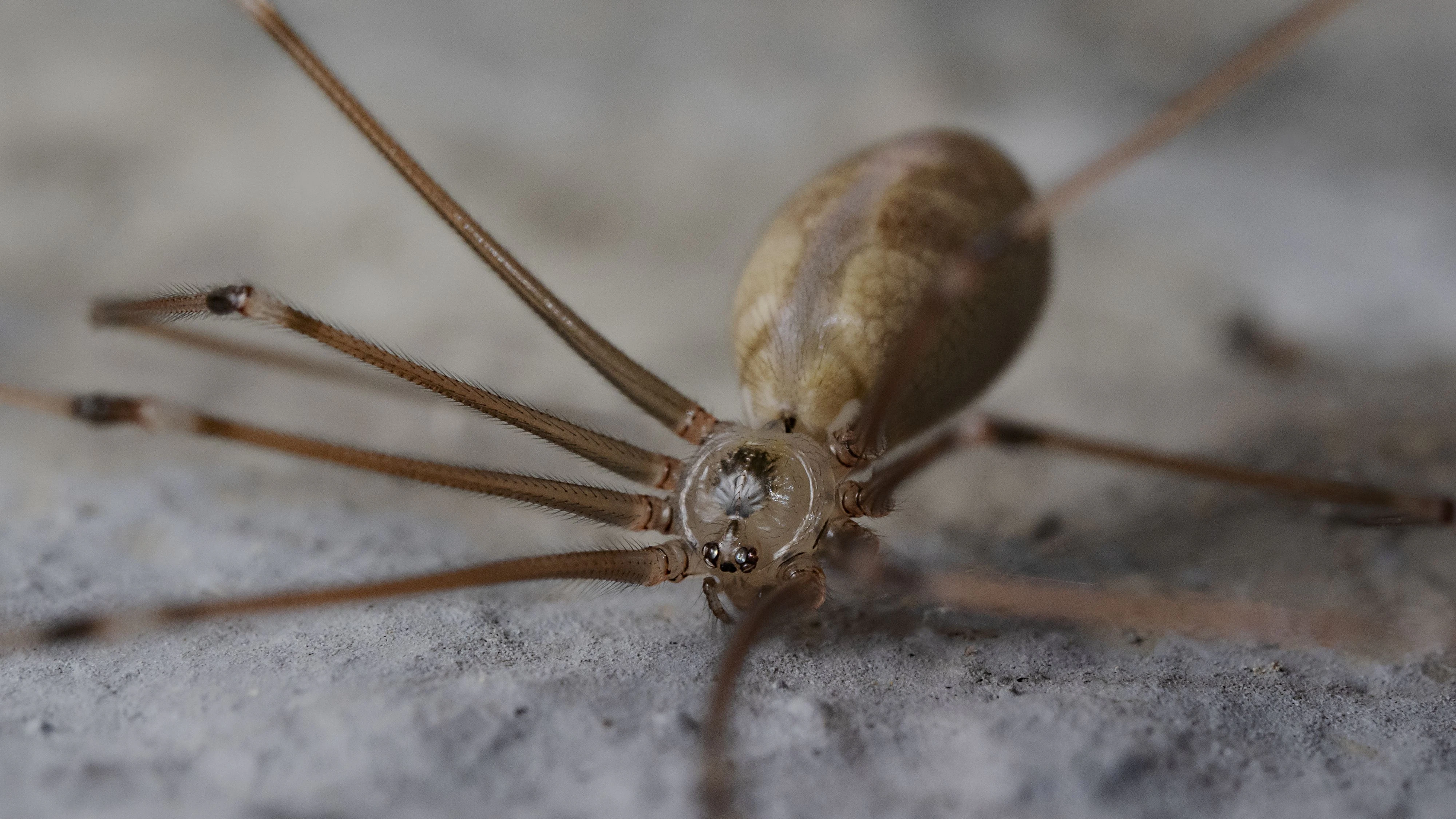 Zitterspinne...