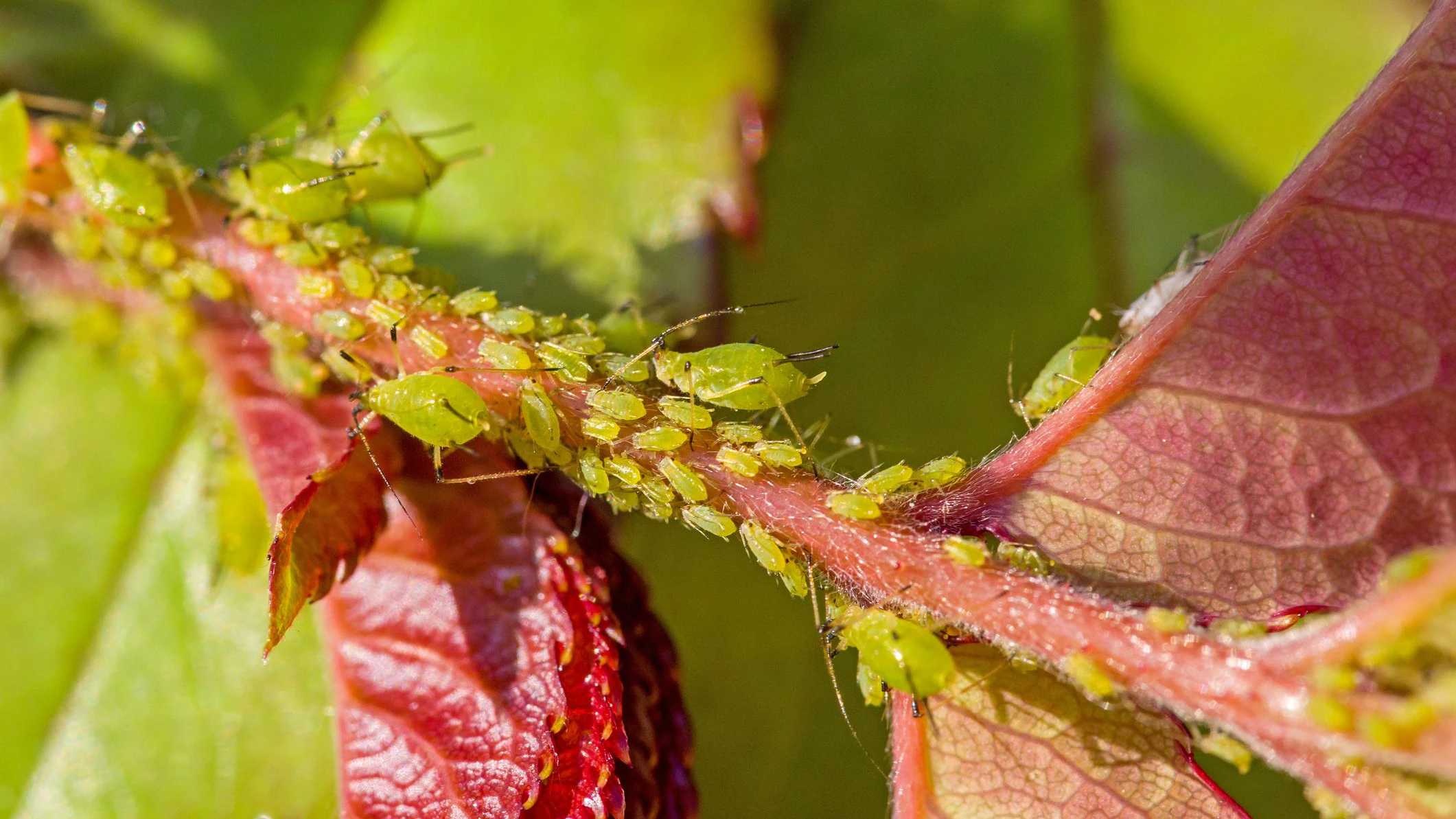 pest on a young plant
