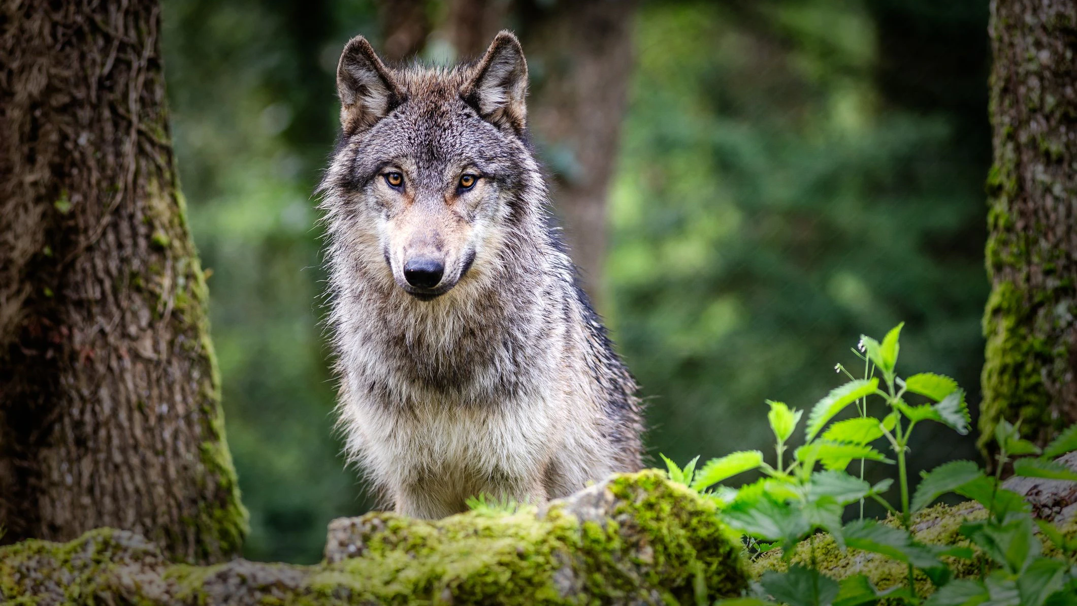 Wolfsabschuss in NÖ