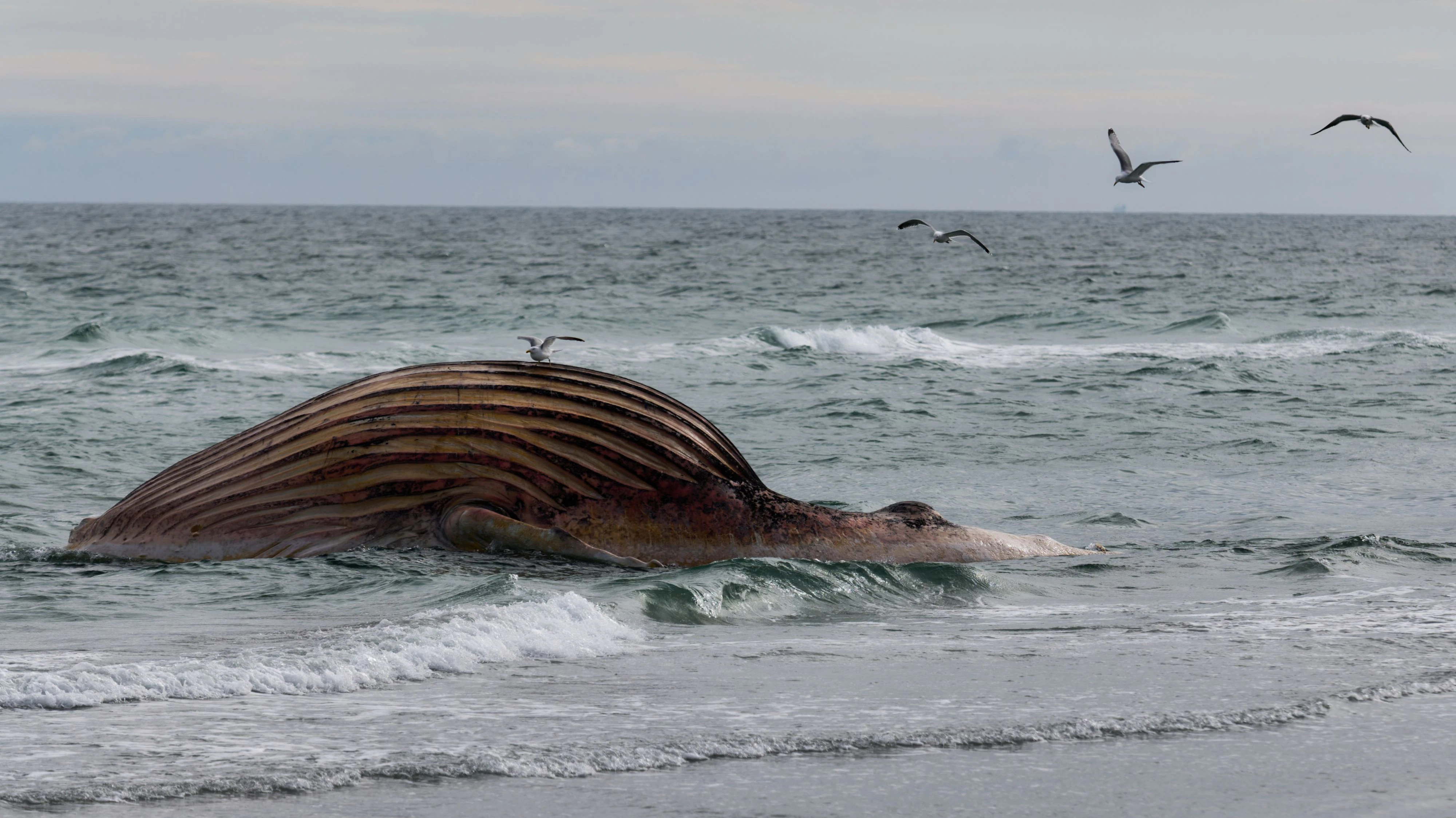 dpatop - 26 May 2026, Denmark, Anholt: The dead whale lies bloated off the Danish island of Anholt. It is the humpback whale known as Timmy, which first beached off Timmendorfer Strand at the end of March and was transported to the North Sea around a month later. Photo: Marcus Golejewski/dpa
