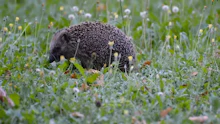 So entsteht Österreichs größte Igel-Straße