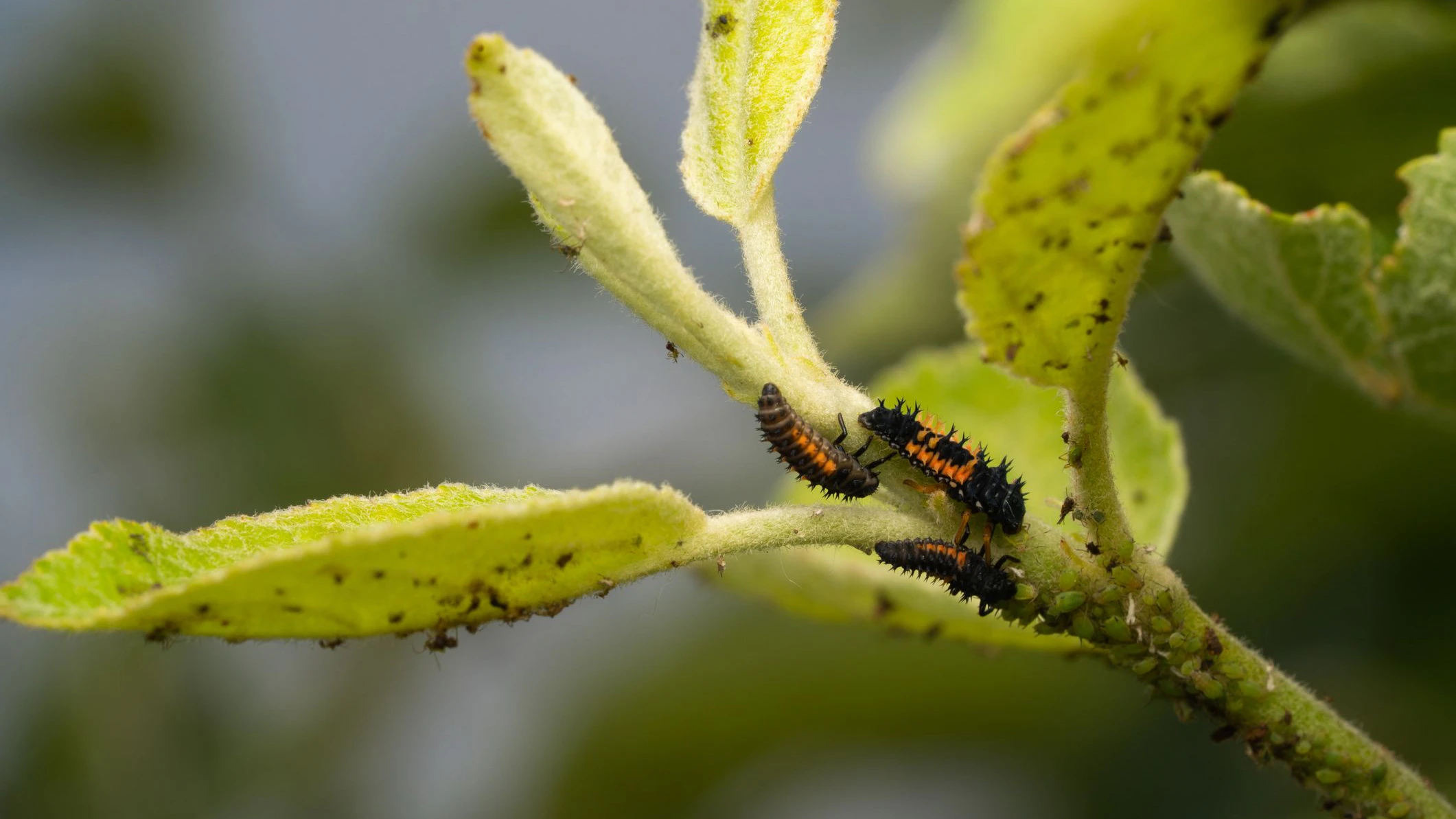 Ladybug larvae Coccinellidae eating pest aphids on apple tree