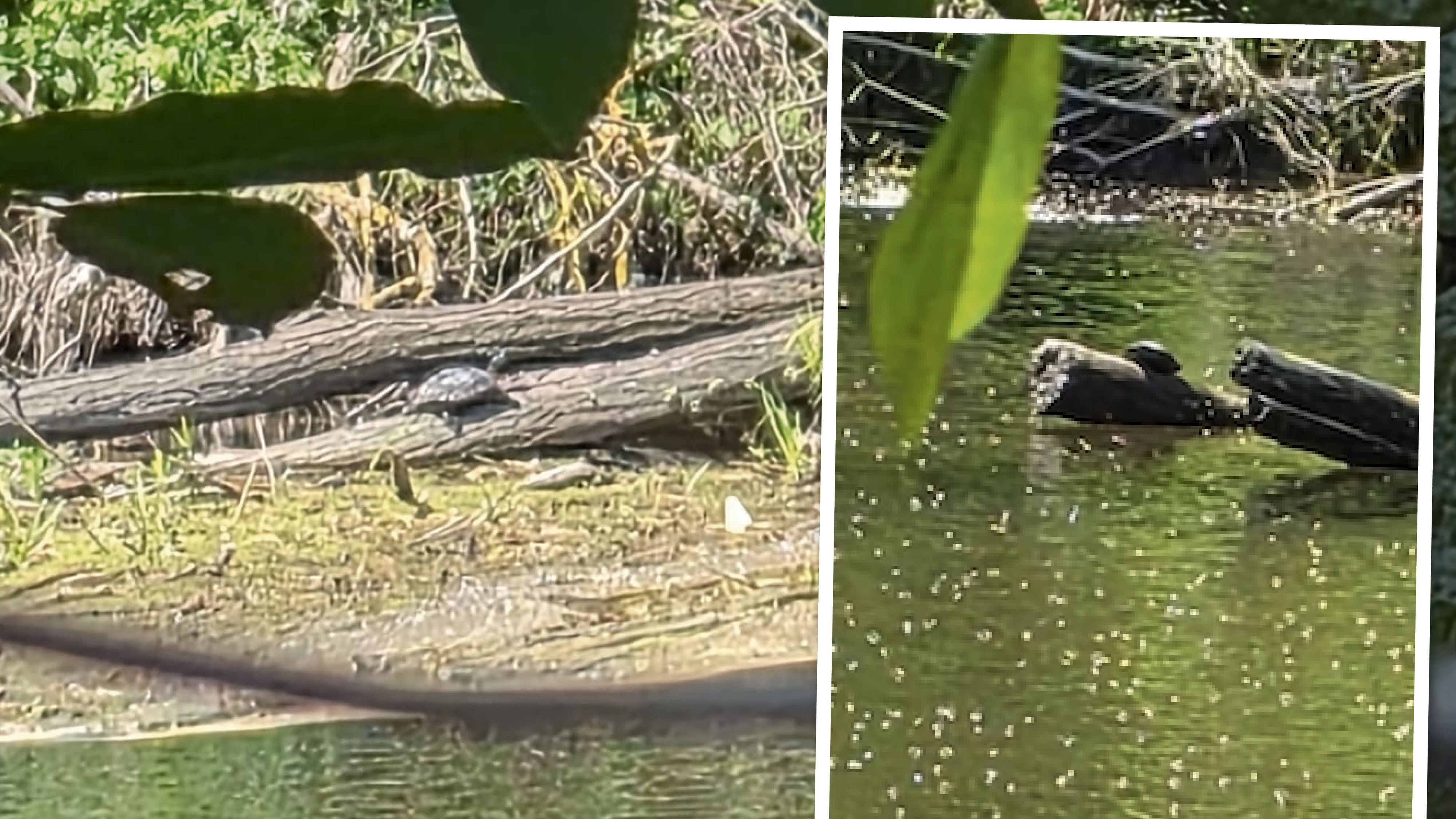 Sichtung von Schildkröte sorgt für Aufregung