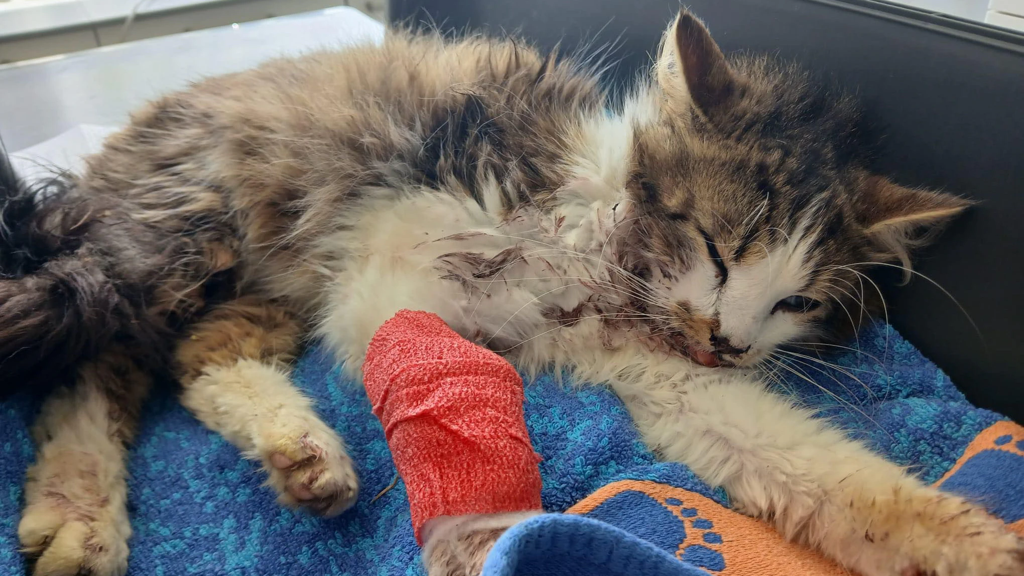 Kater "Cloud" hatte einen Autounfall und muss nun ums Überleben kämpfen.