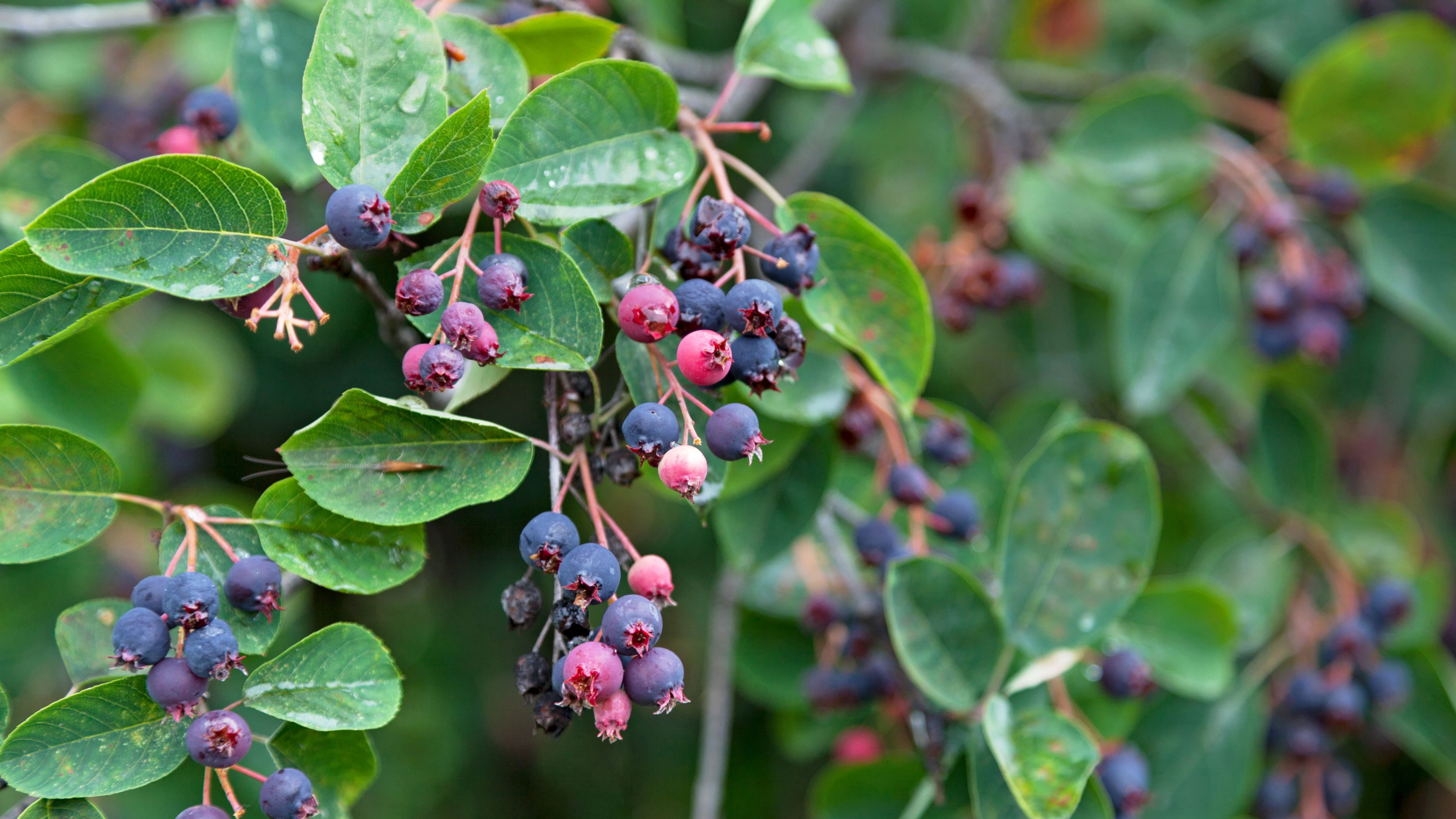 Heute.at - Kaum bekannt! Diese Beeren schmecken nach Marzipan