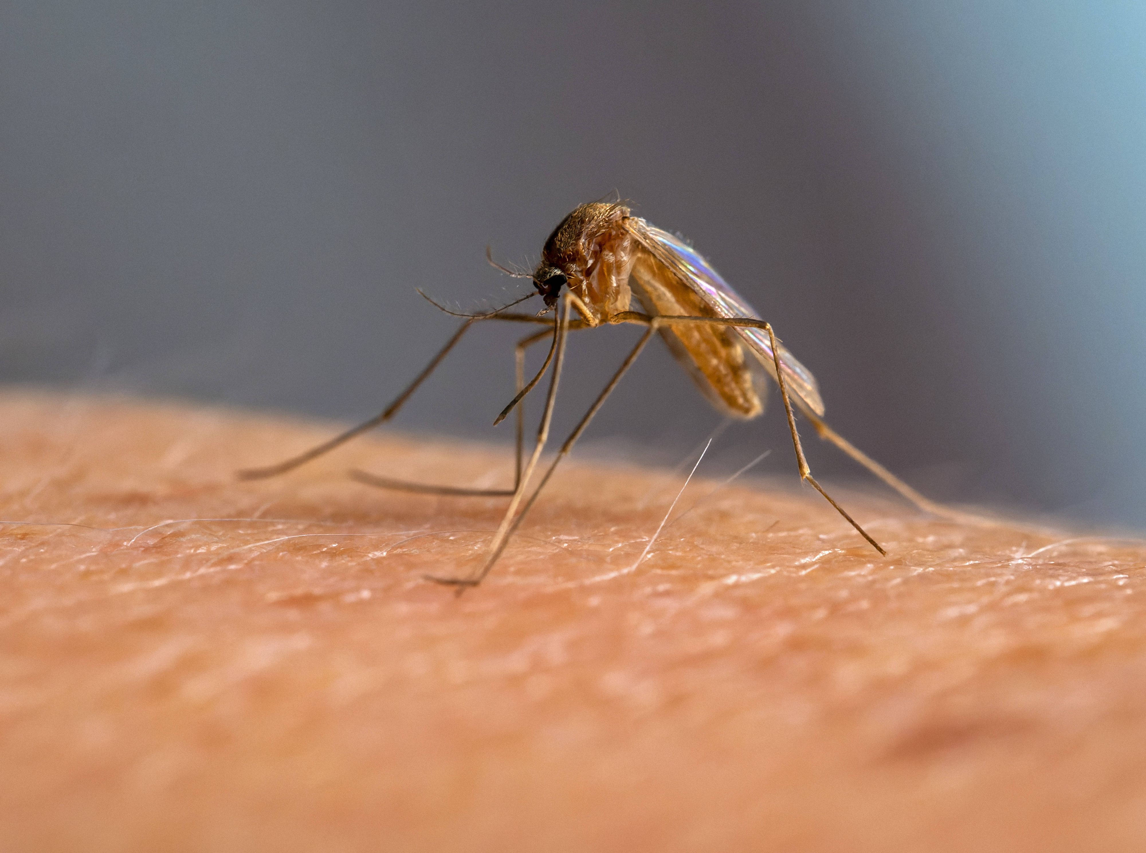 DEET ist das wichtigste Abwehrmittel gegen Gelsen. Im Labor haben die Stechmücken aber gelernt, seinen Geruch zu lieben – und ihn mit der Anwesenheit eines Opfers zu verknüpfen.
