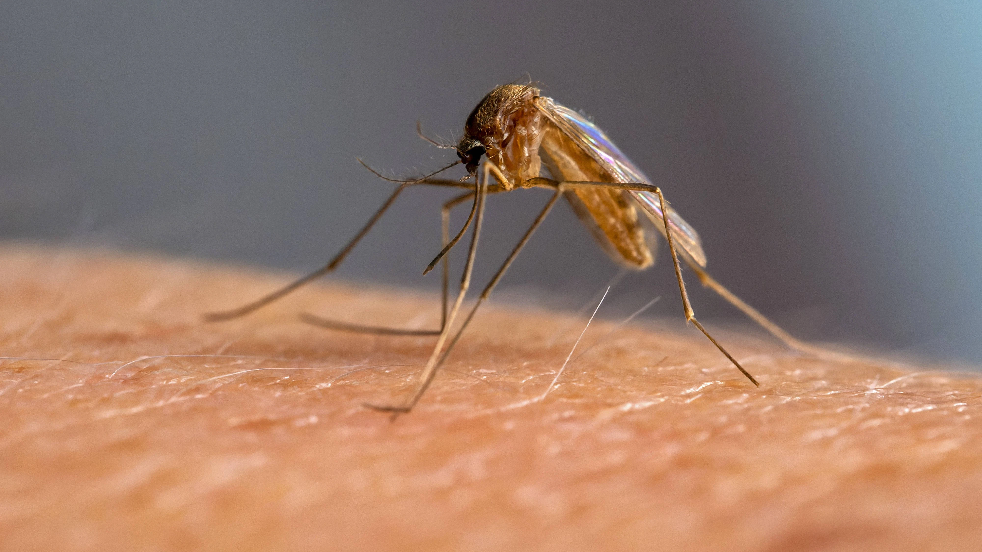 DEET ist das wichtigste Abwehrmittel gegen Gelsen. Im Labor haben die Stechmücken aber gelernt, seinen Geruch zu lieben – und ihn mit der Anwesenheit eines Opfers zu verknüpfen.