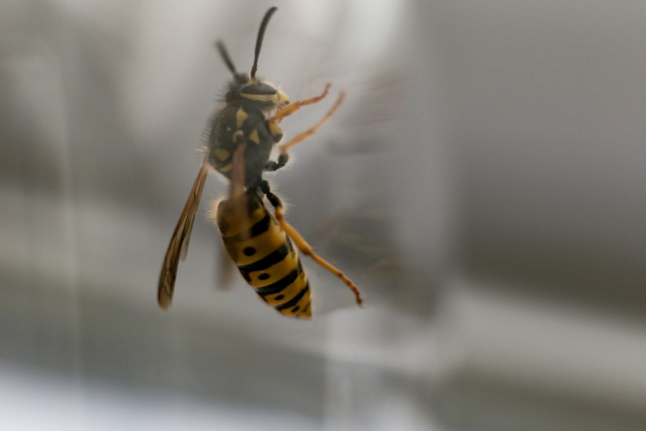 Wespe am Fenster