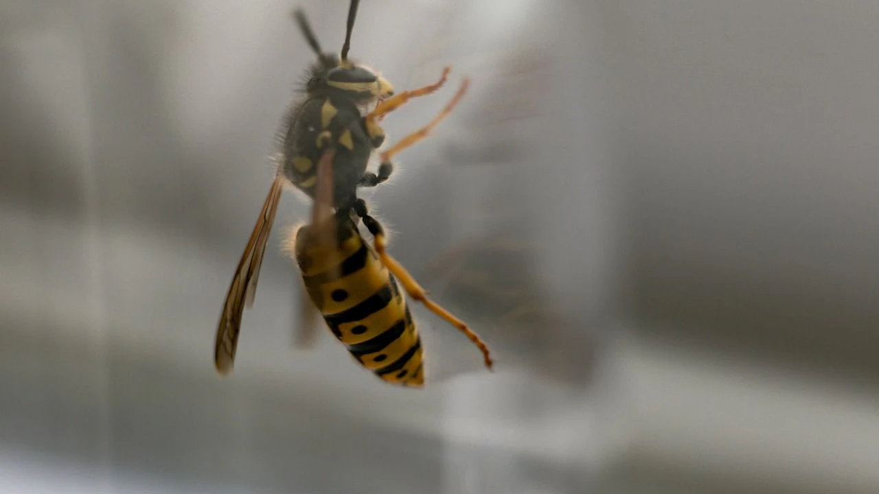 Heute.at - So fängst du Insekten mit einer Hand