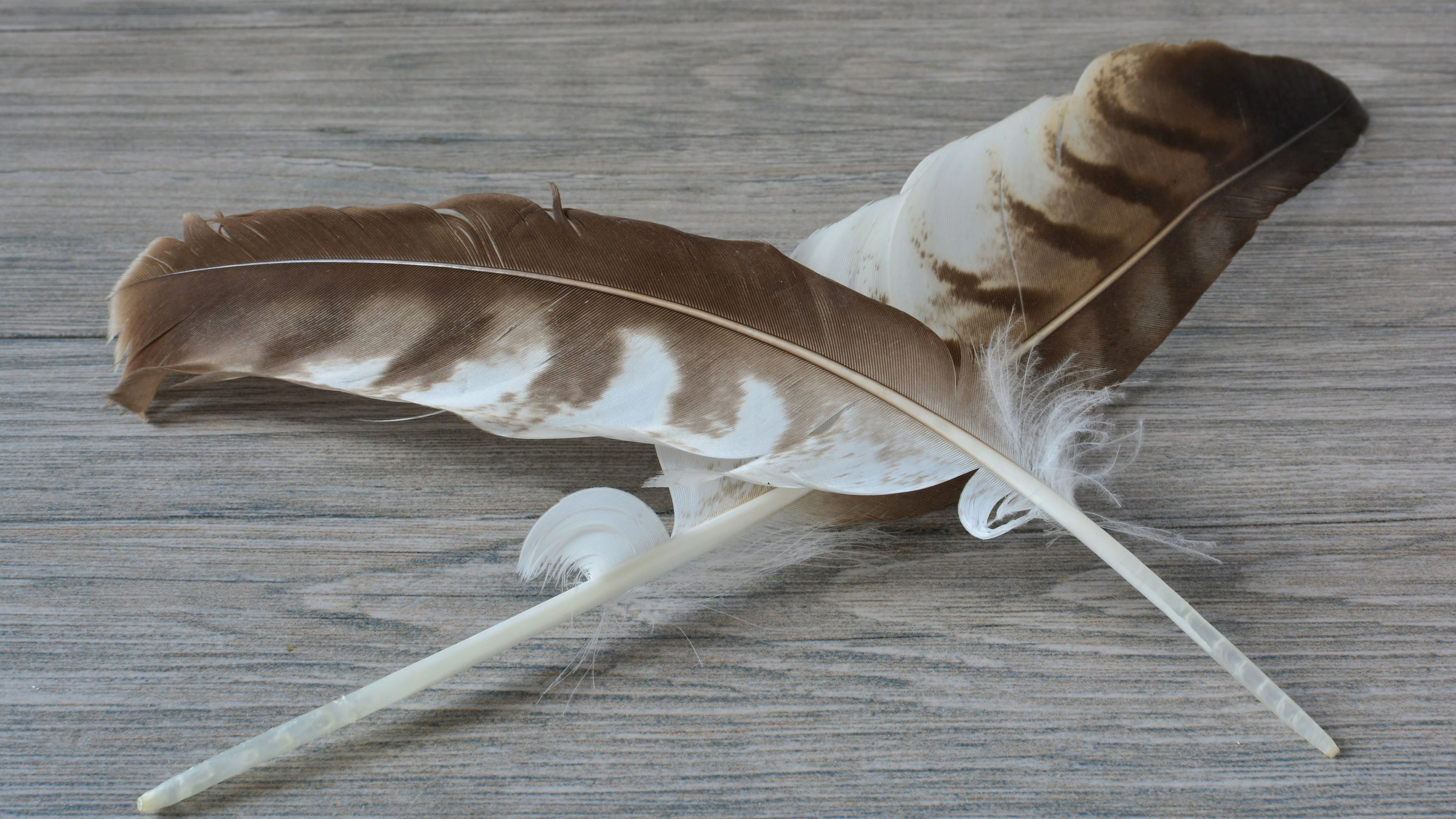 Two eagle feathers crossed on grey wooden background, close up view, copy space