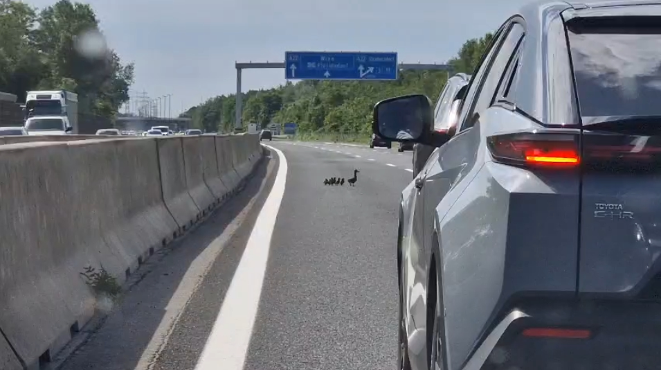 Enten-Rettung auf der Autobahn in Richtung Wien (A22)