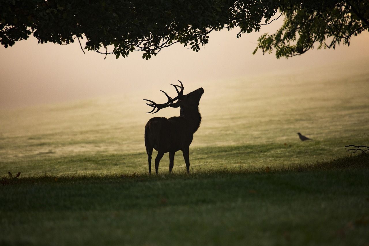 Hirsch im Nebel