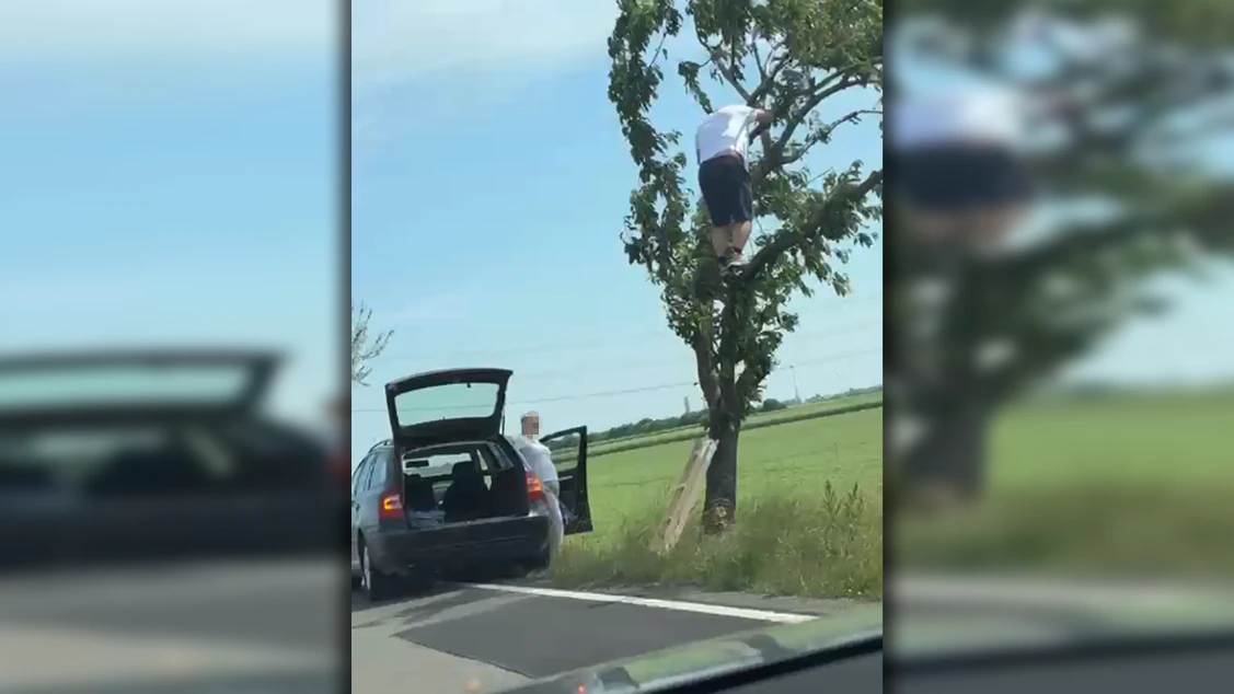 Der Skoda-Lenker hielt mitten auf der Fahrbahn an, um Kirschen von einem Baum zu holen.