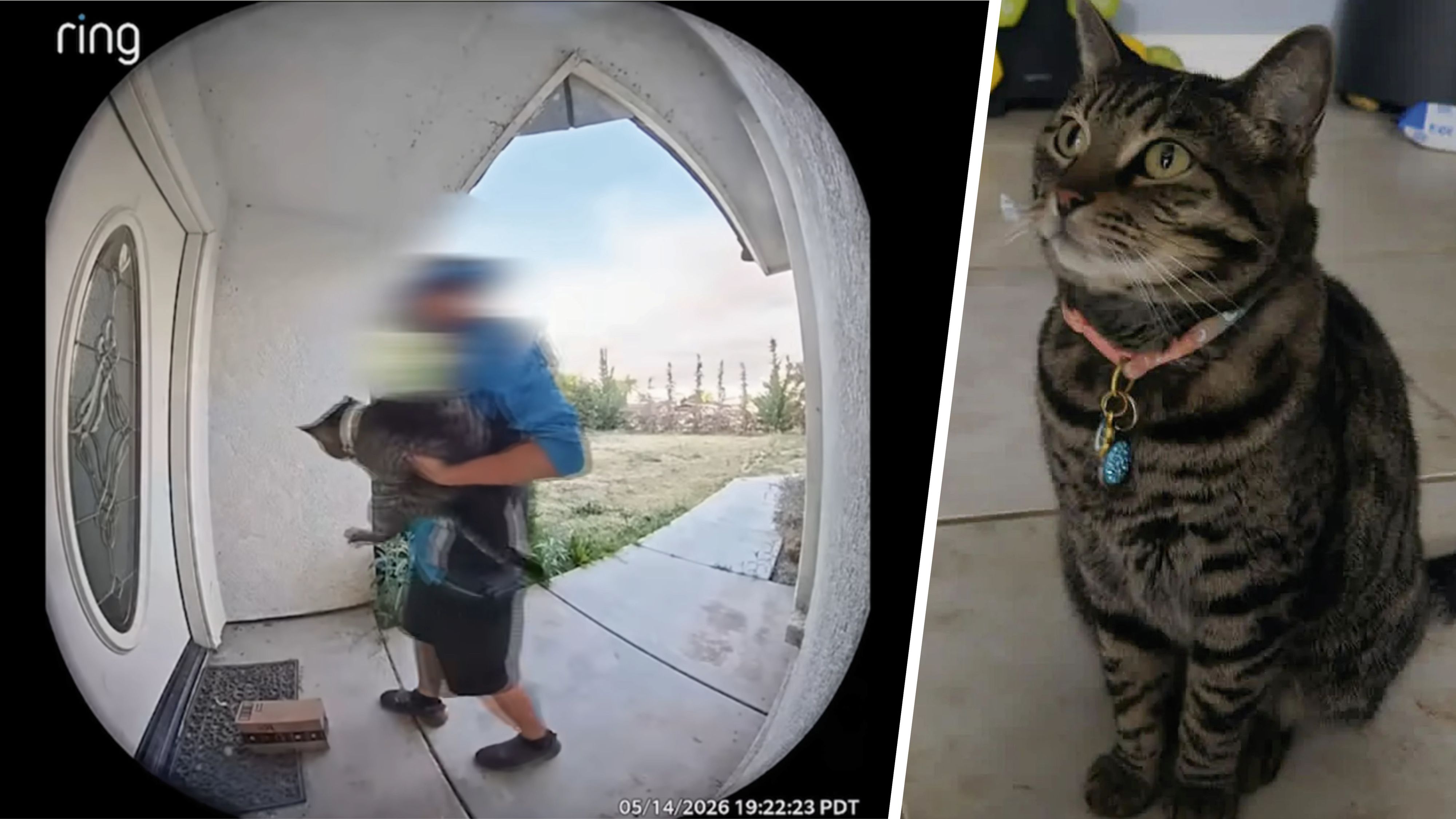 Die Türkamera zeigt, wie der Zustellbote die Katze der Familie einfach mitnimmt