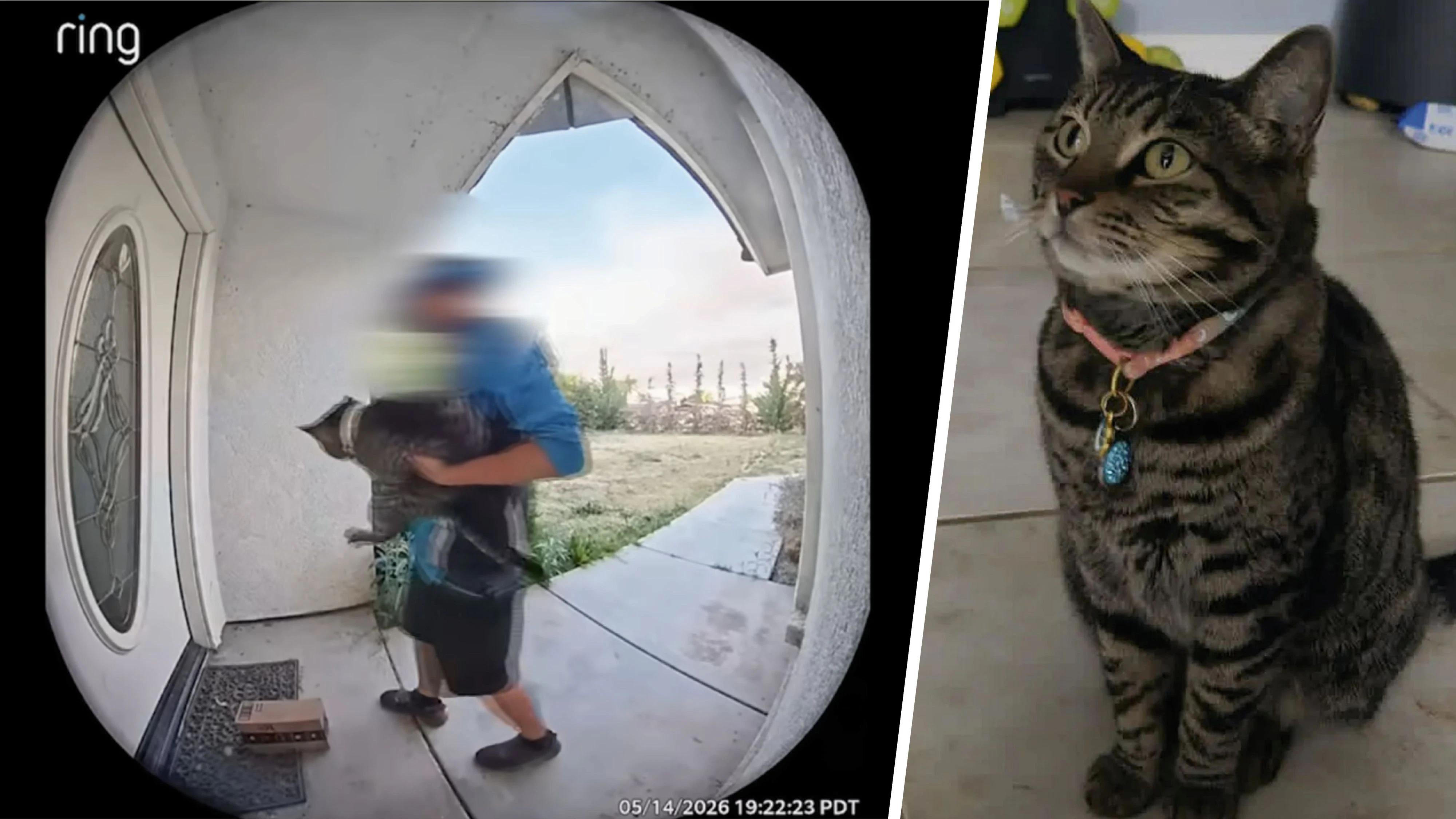 Die Türkamera zeigt, wie der Zustellbote die Katze der Familie einfach mitnimmt