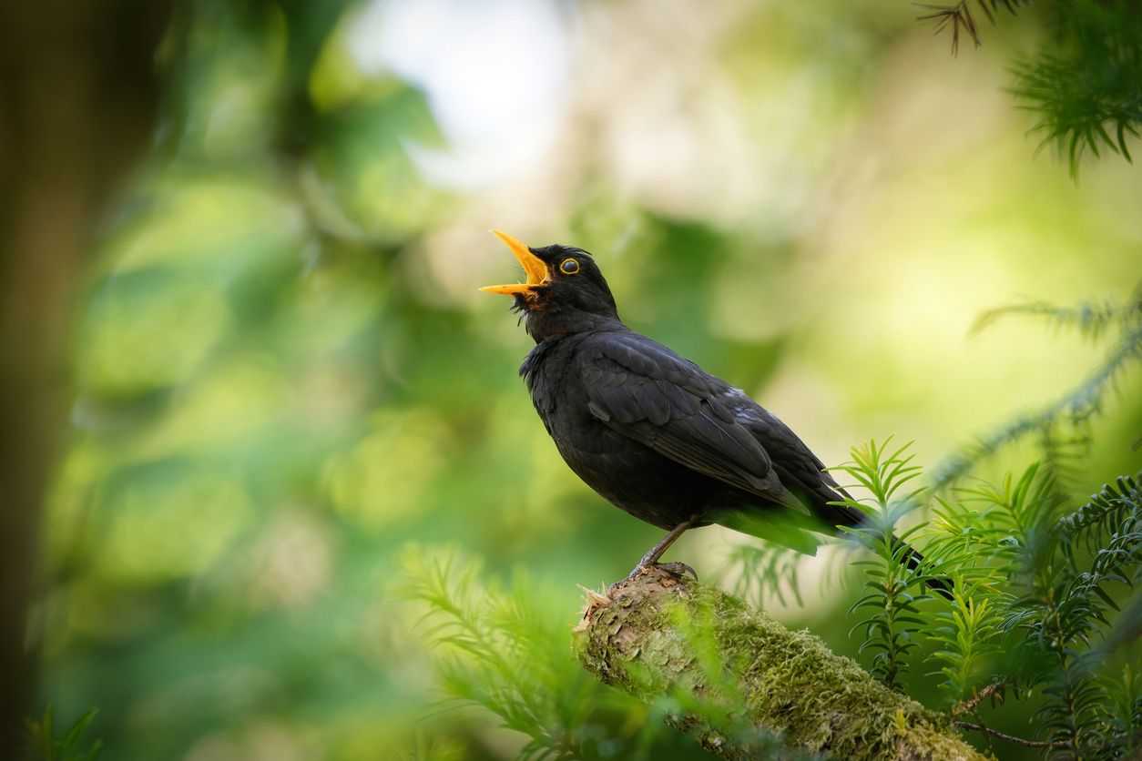 Der Naturschutzbund erklärte den 03. Juni zum Tag der Amsel