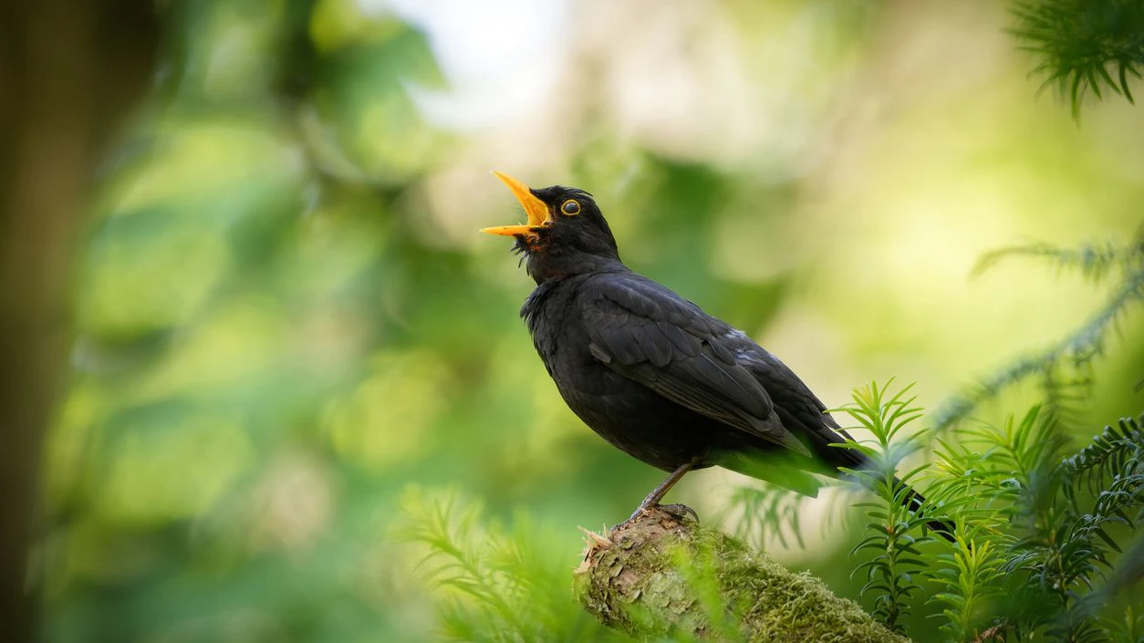Der Naturschutzbund erklärte den 03. Juni zum Tag der Amsel