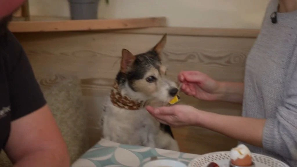 Der Hund wird sogar mit dem Löffel beim Tisch gefüttert.