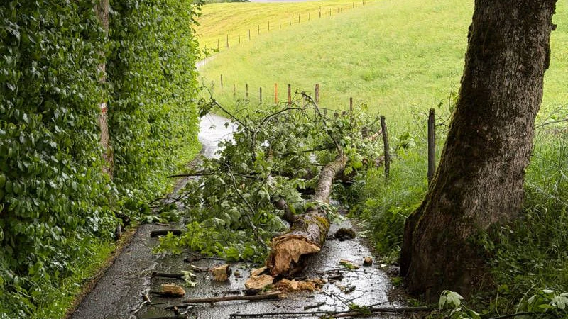 Der umgestürzte Baum: Die verletzte Frau wurde in ein Krankenhaus gebracht.