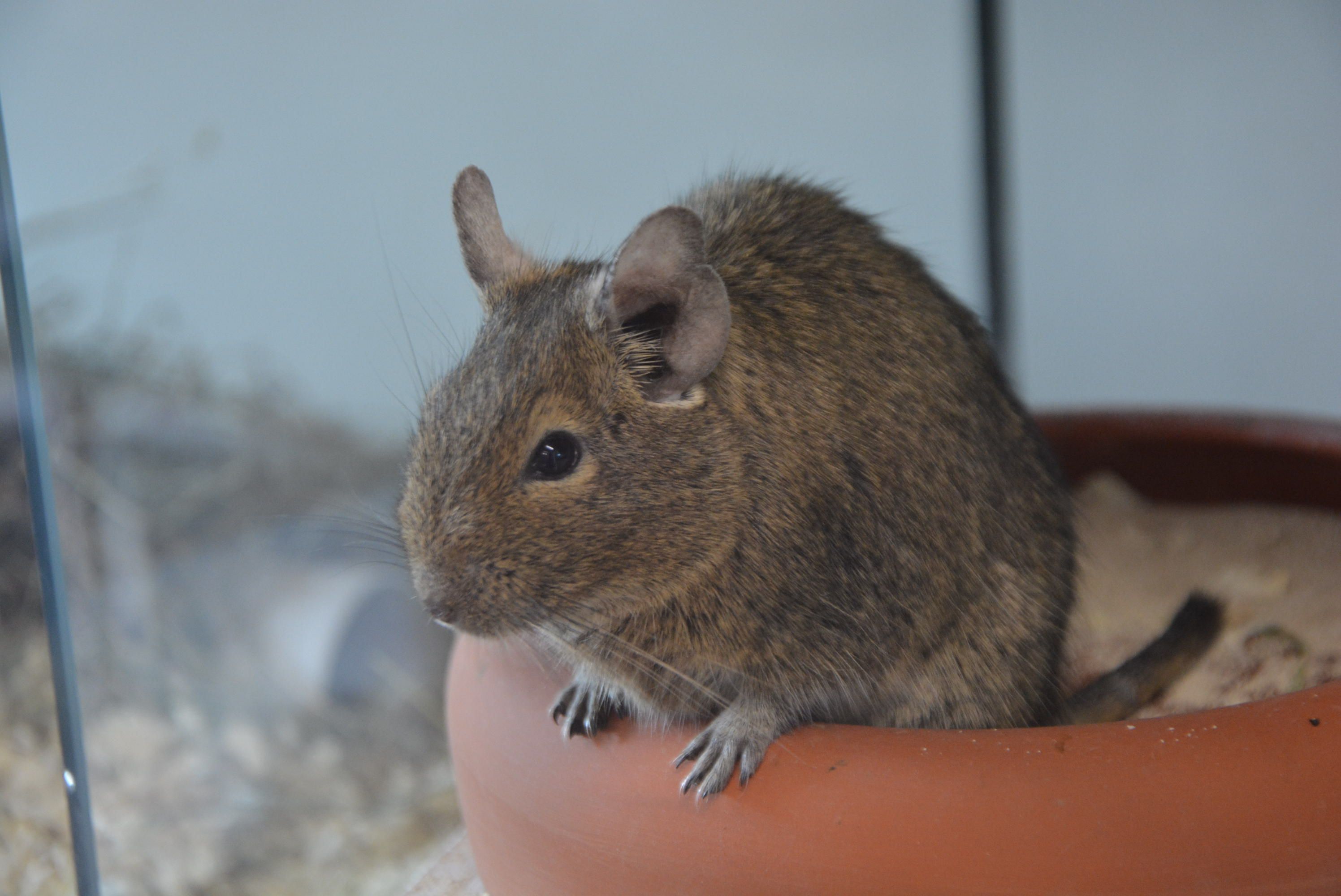 Degus sind tagaktiv und sehr liebenswürdige Tiere.