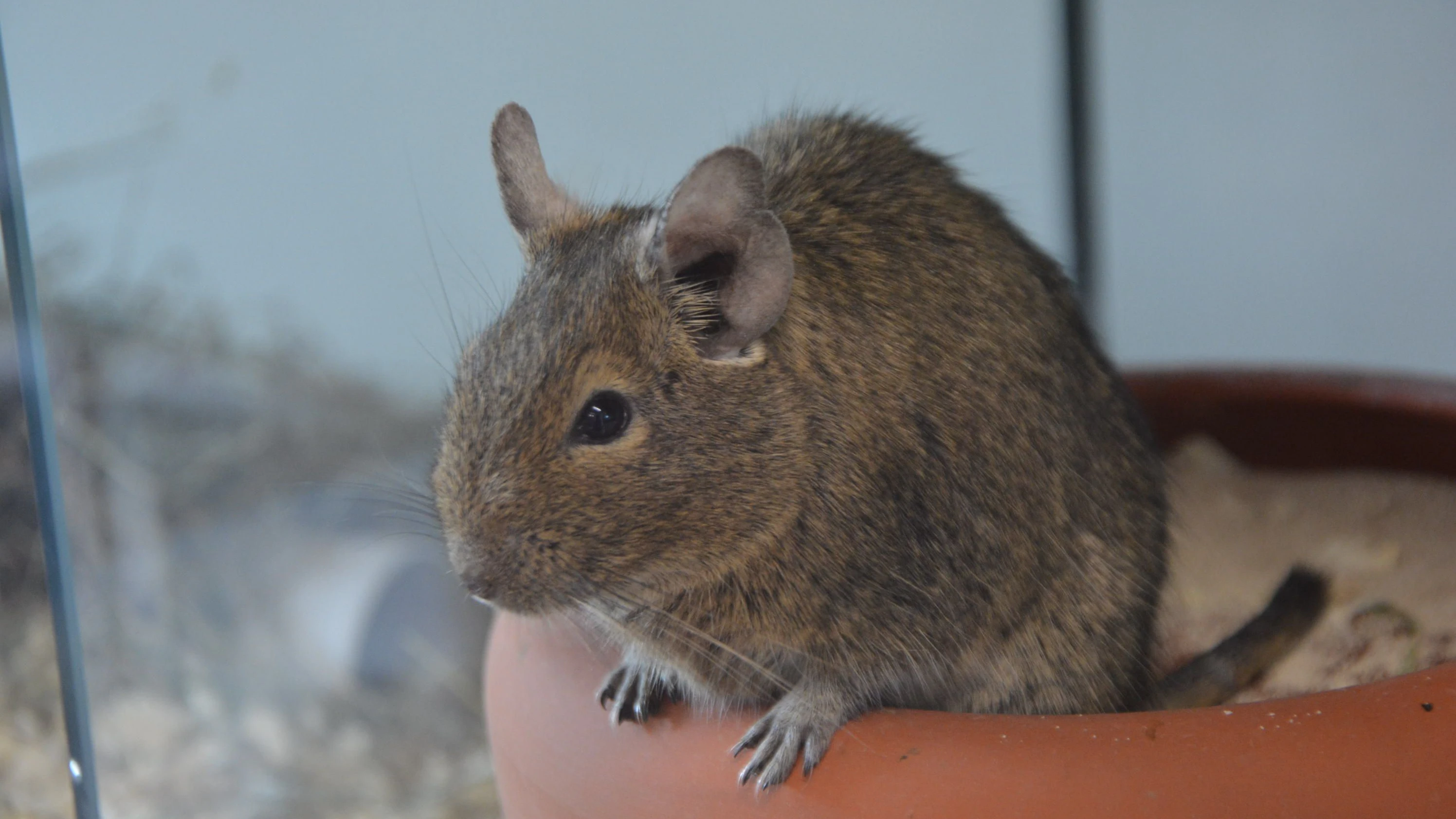 DEGU