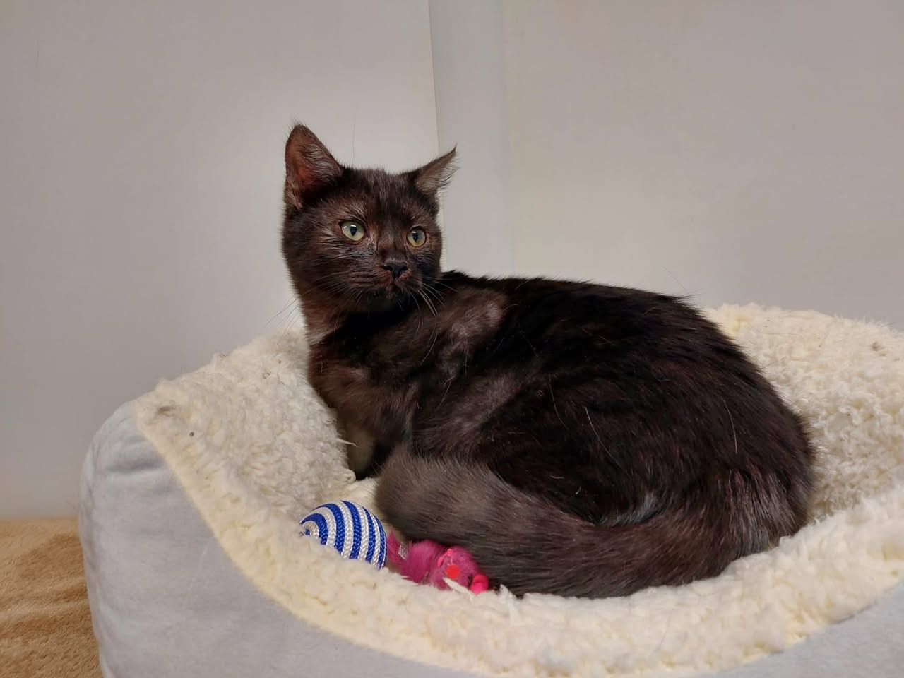 Kater Tristan sucht nach einem liebevollen zu Hause.