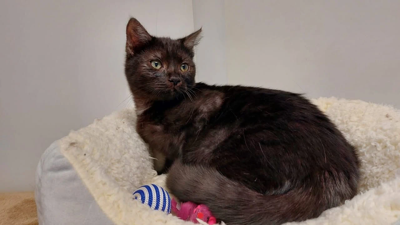 Heute.at - Liebt Schmusen! Kuscheltiger Tristan sucht neues Heim