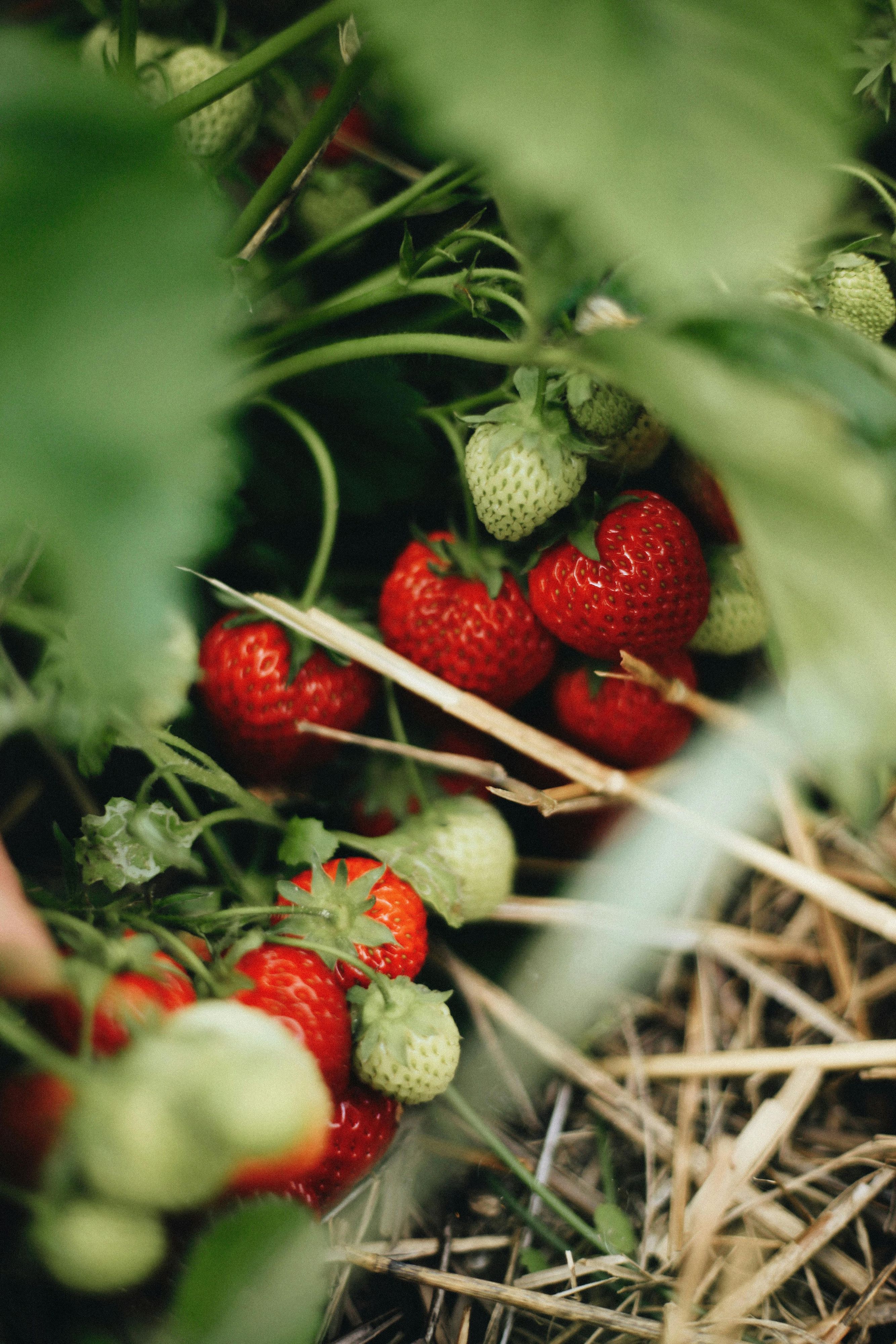 Heute.at - 4 Tricks, um noch heuer viele Erdbeeren zu ernten