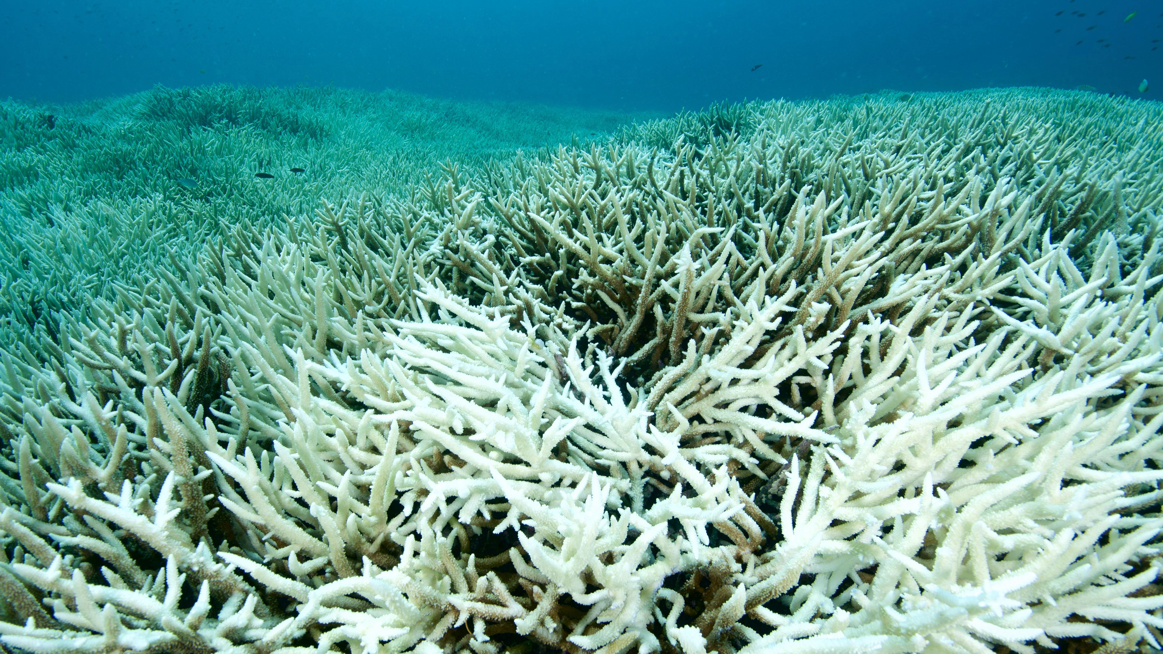 Schwere Korallenbleiche am Great Barrier Reef in Australien