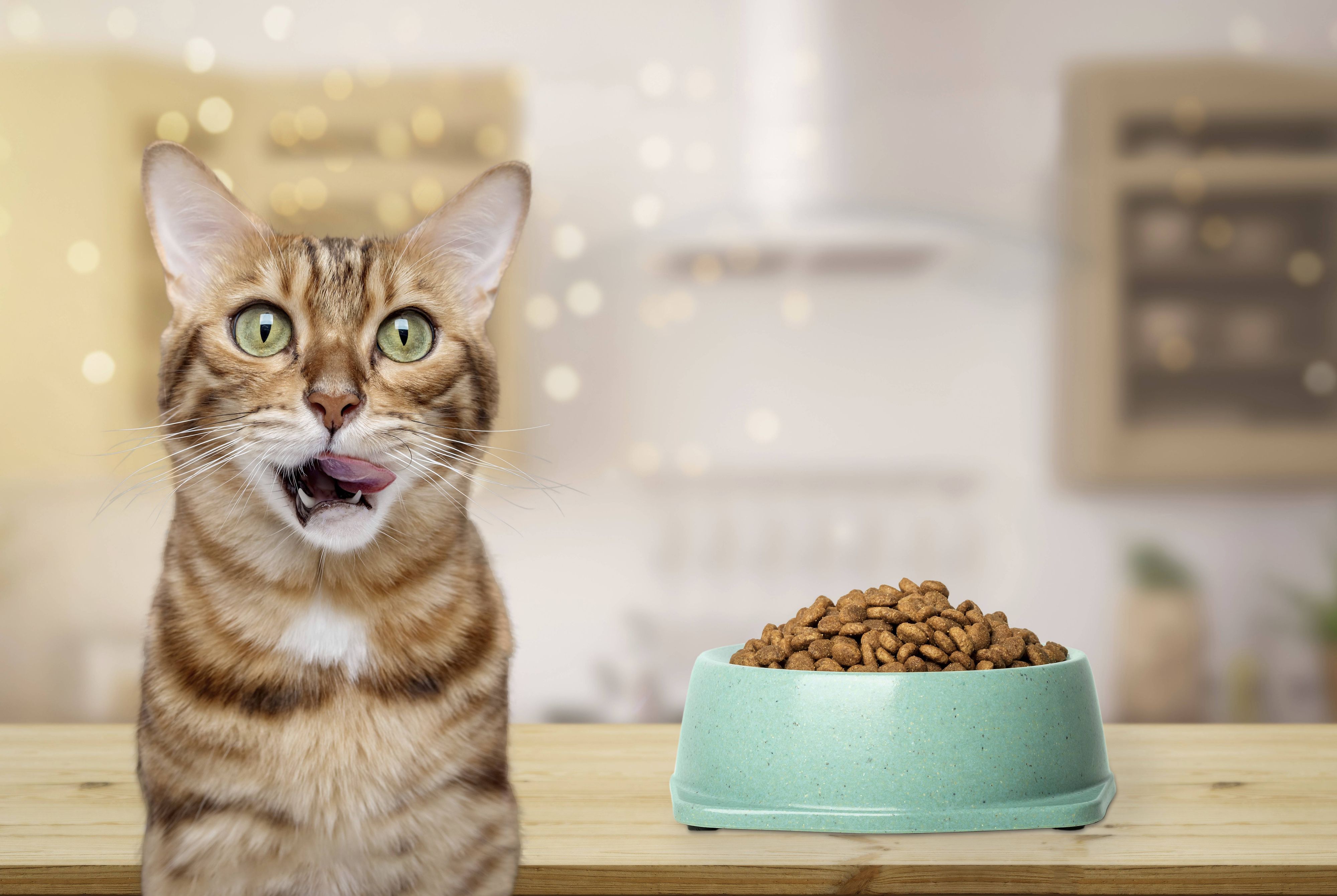 Heute.at - Nestlé setzt jetzt auf Katzen statt Babys