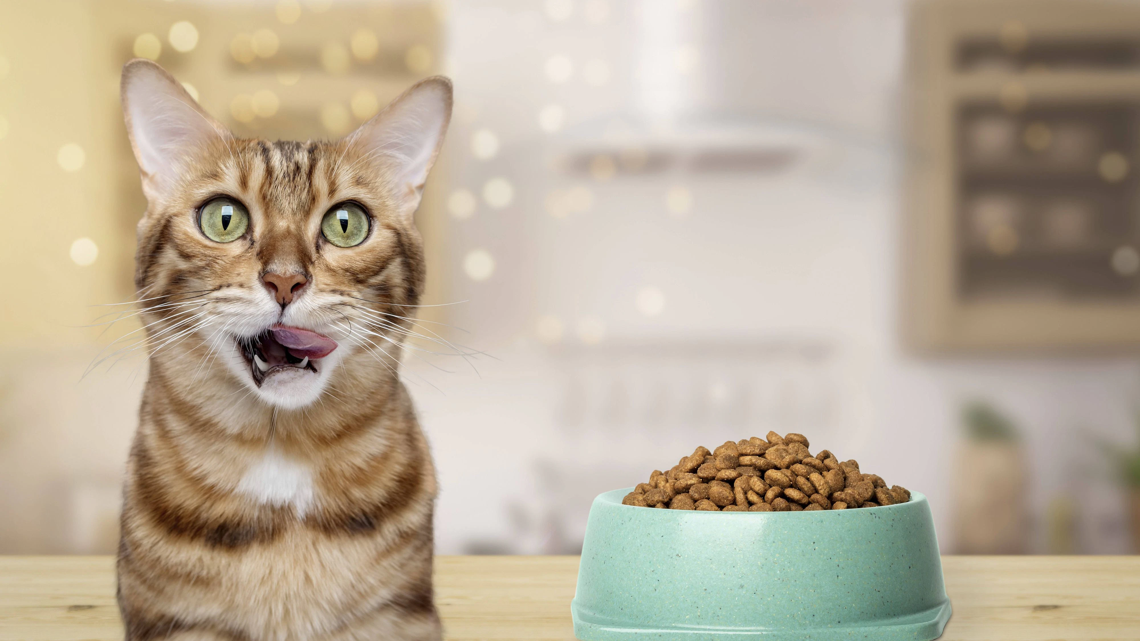 Heute.at - Nestlé setzt jetzt auf Katzen statt Babys