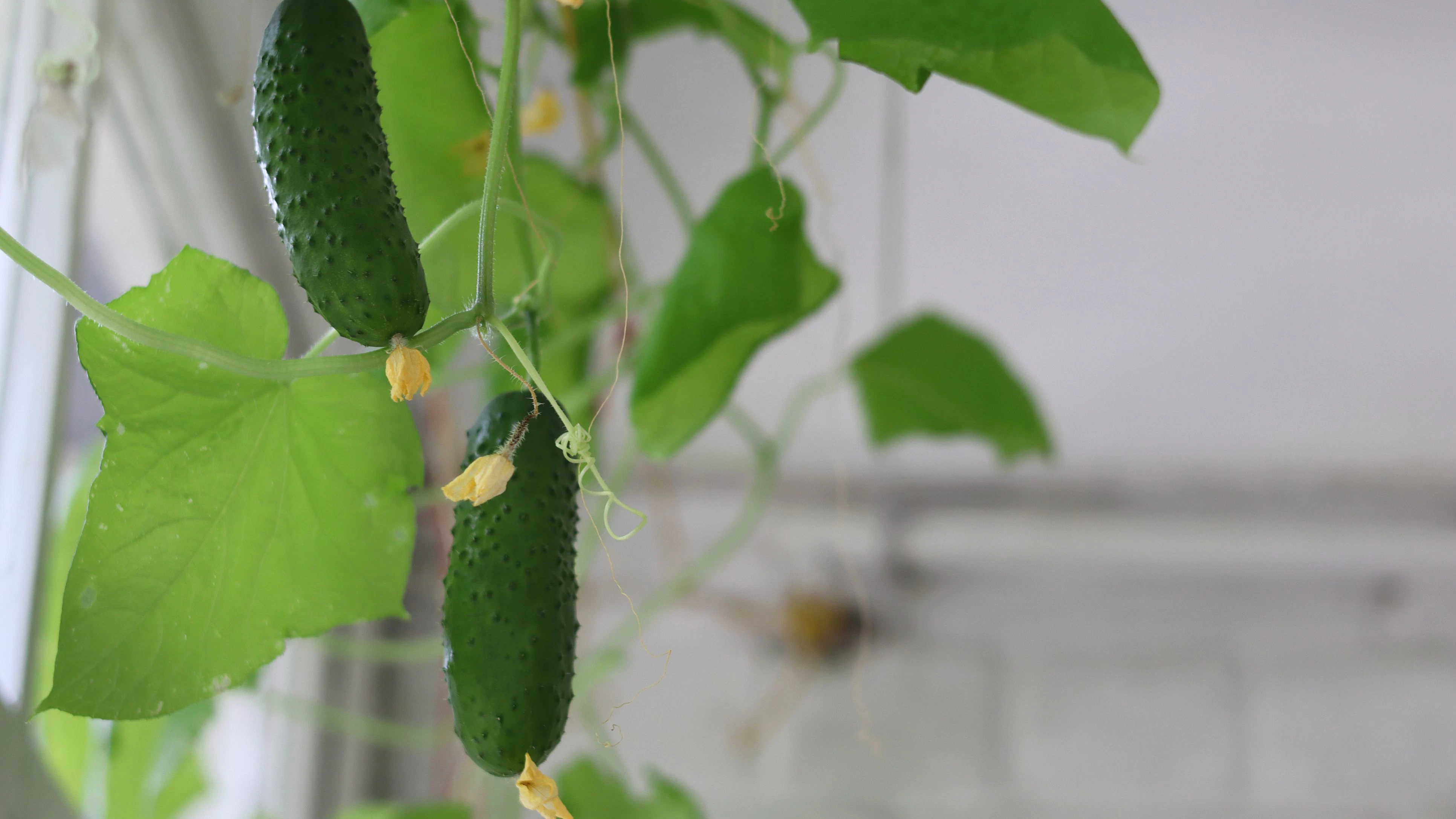 Two ripe cucumbers hang from a vine in a bright indoor garden. Green leaves surround the cucumbers, adding to the lush, vibrant atmosphere of the space.