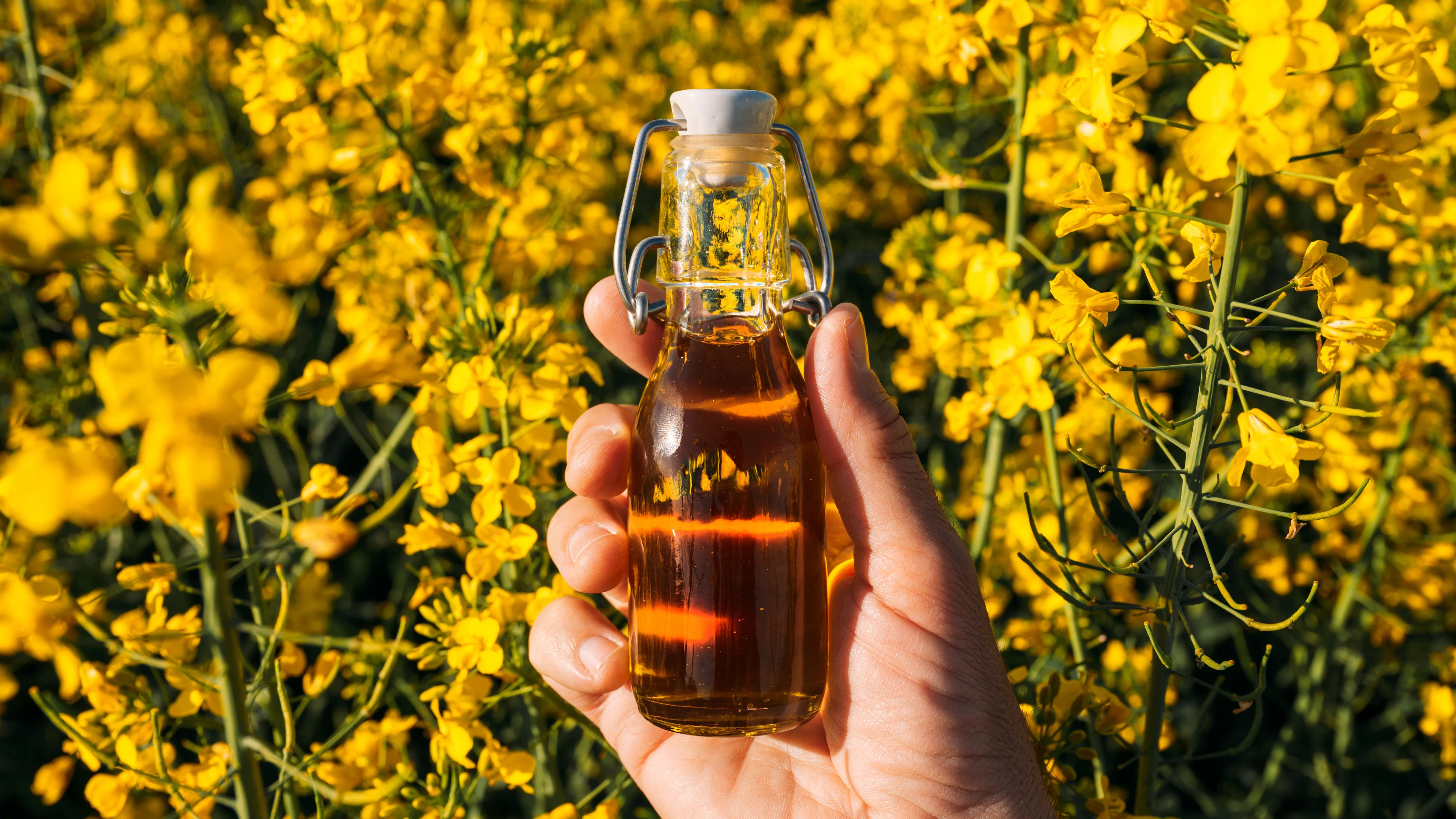 Rapeseed oil in a bottle in blooming cultivated canola field, selective focus