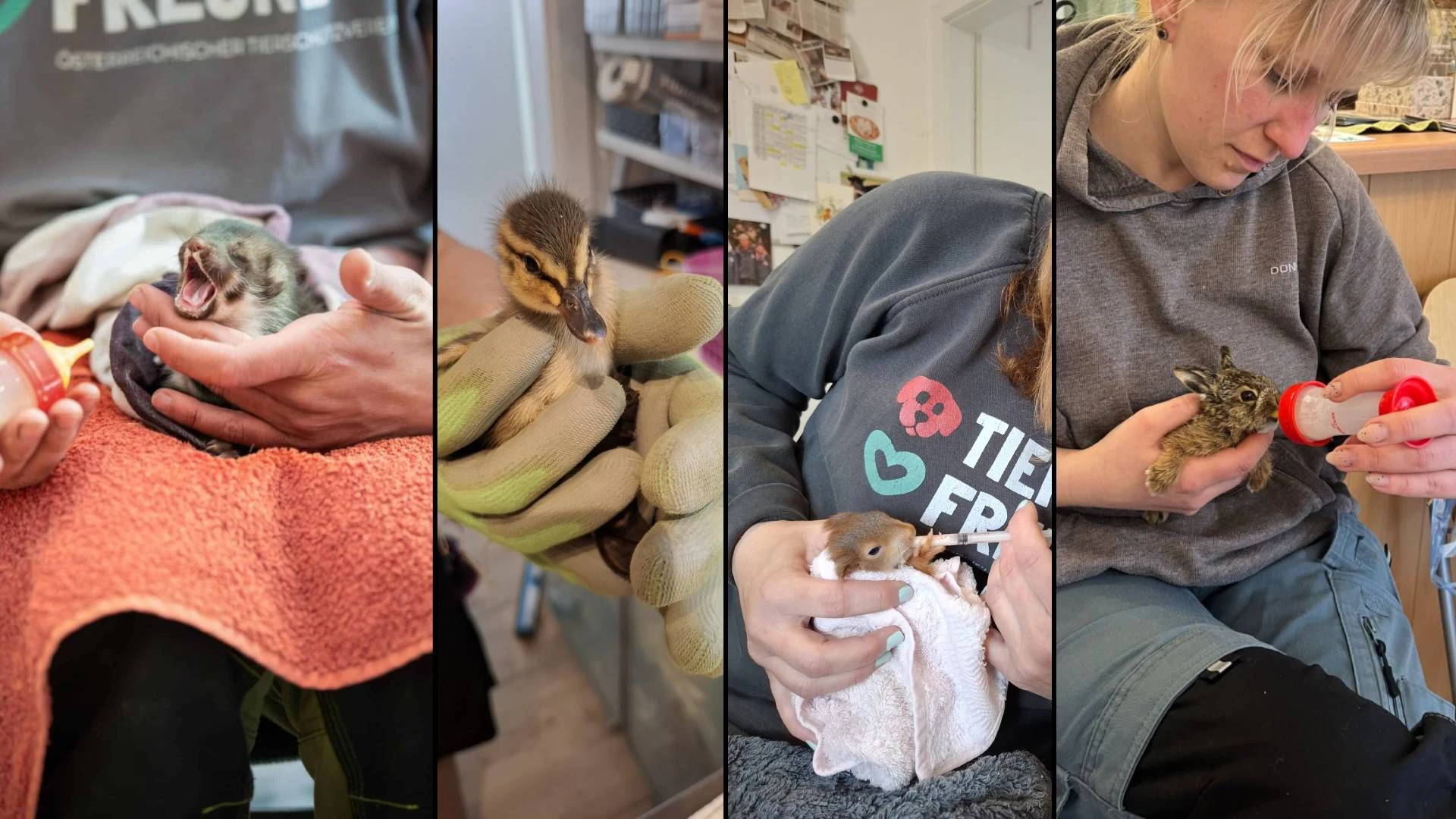 Heute.at - Kein Luxus - Wildtierstation braucht deine Hilfe