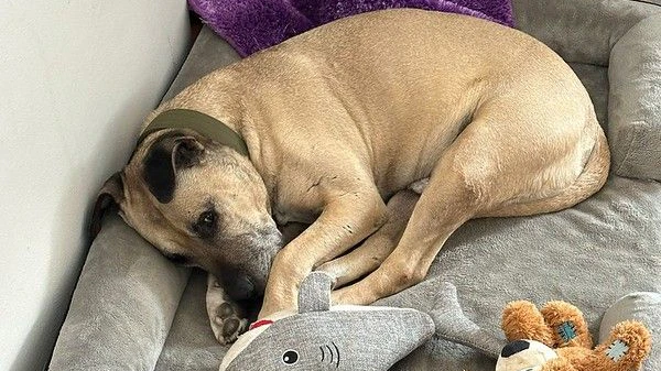 Entspannt und verkuschelt: "Vito" macht sich hervorragend. 