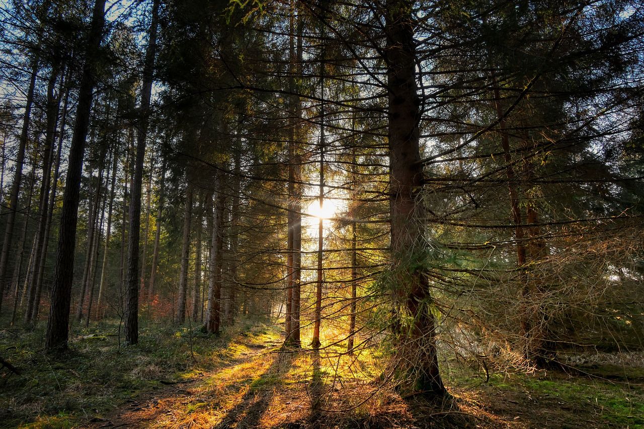 Nadelwald in Sonnenlicht