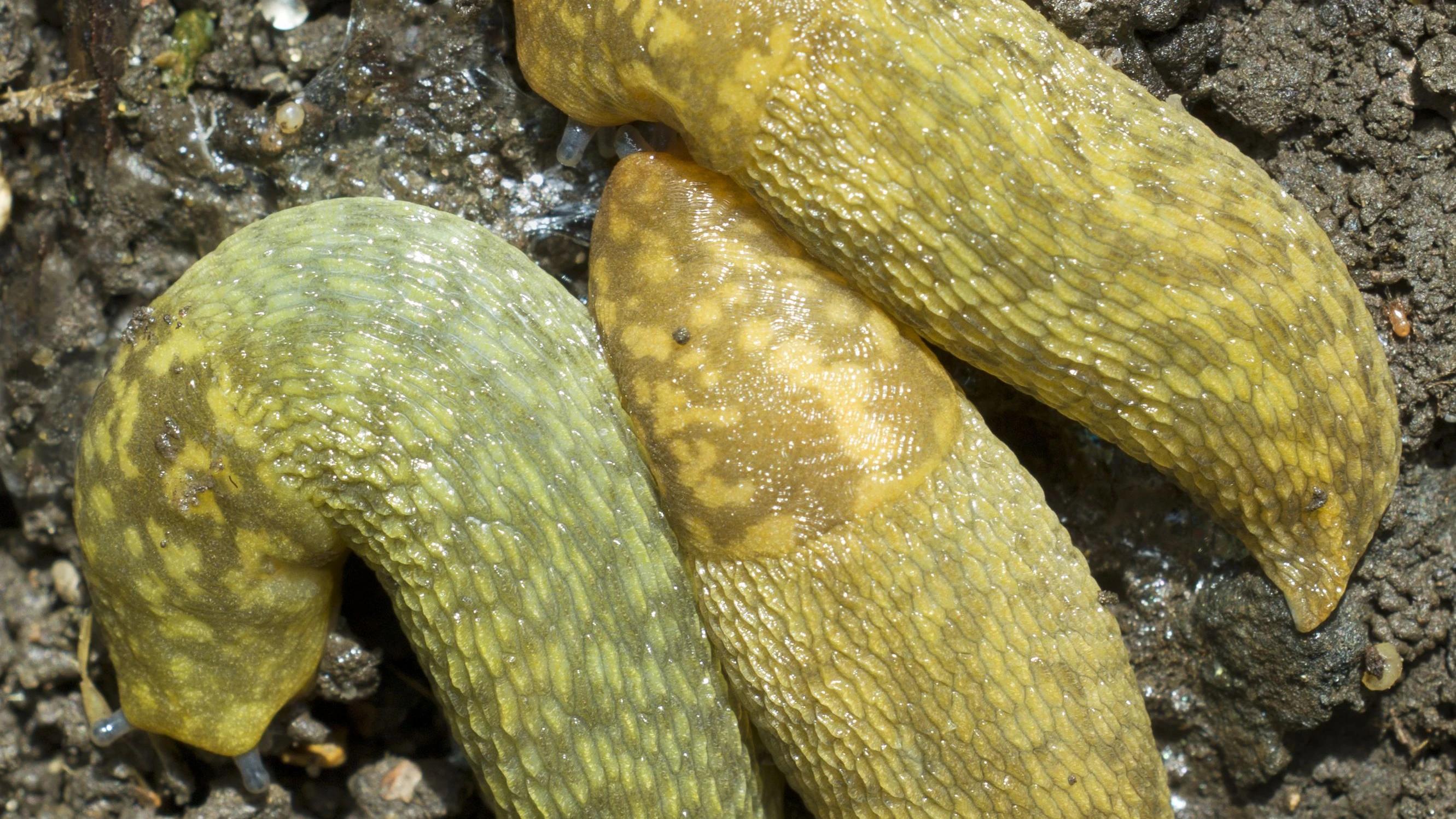 The yellow slug, Limacus flavus. The picture shows 3 mature L. flavus resting on the ground beneath a (removed) flower pot. The small white spherical object to upper left is a slug egg. The colour range - from greenish to yellow, is typical. Also visible at the rear of the two slugs to the right is the short yellow keel. L. flavus is also called the cellar slug, or the tawny garden slug. It is a large pulmonate gastropod mollusc, and nocturnal in its habits. Rarely seen, it is widespread and common in Southern parts of Britain, and often congregates, as here, under pots or paving stones, sometimes in large groups, seeking the damp cool conditions it prefers. "Cellar slug" denotes that it may enter houses. Its food preference is decaying matter: it does little damage to plants in the UK. In other parts of the world it is a serious pest following introduction.
