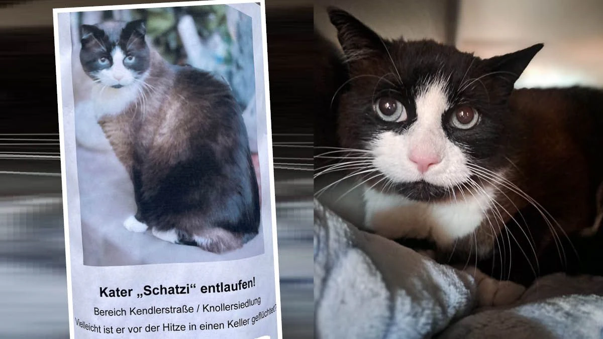 Mit diesem Plakat wurde Schatzi verzweifelt in Salzburg gesucht.