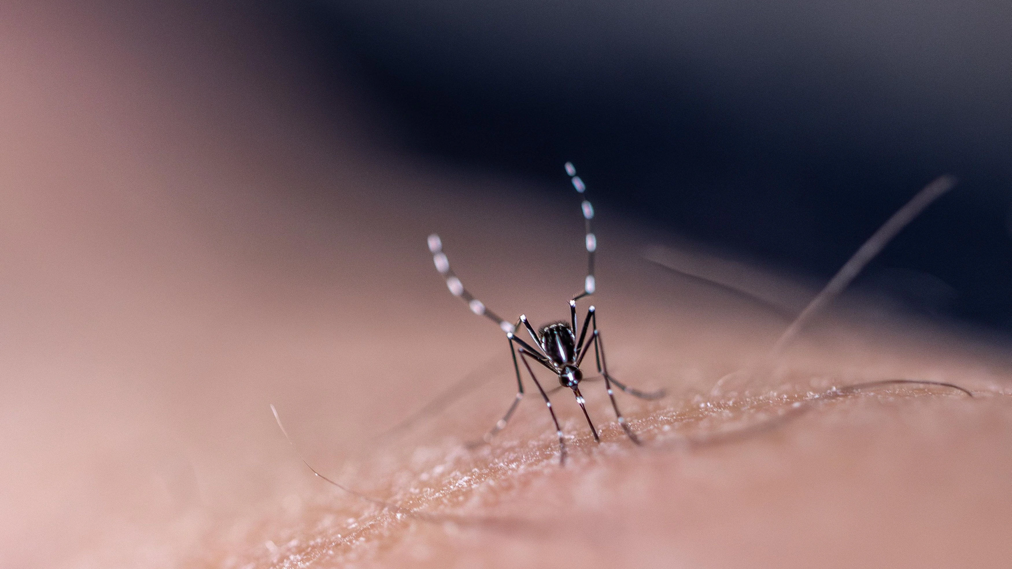 THEMENBILD - eine Tigermücke aufgenommen am 22.Juli 2025 in Lyon, Frankreich // a tiger mosquito, pictured in Lyon, France on 2025/07/22. EXPA Pictures © 2025, PhotoCredit: EXPA/ Pressesports/ ALEX/PRESSE SPORTS *****ATTENTION - for AUT only*****