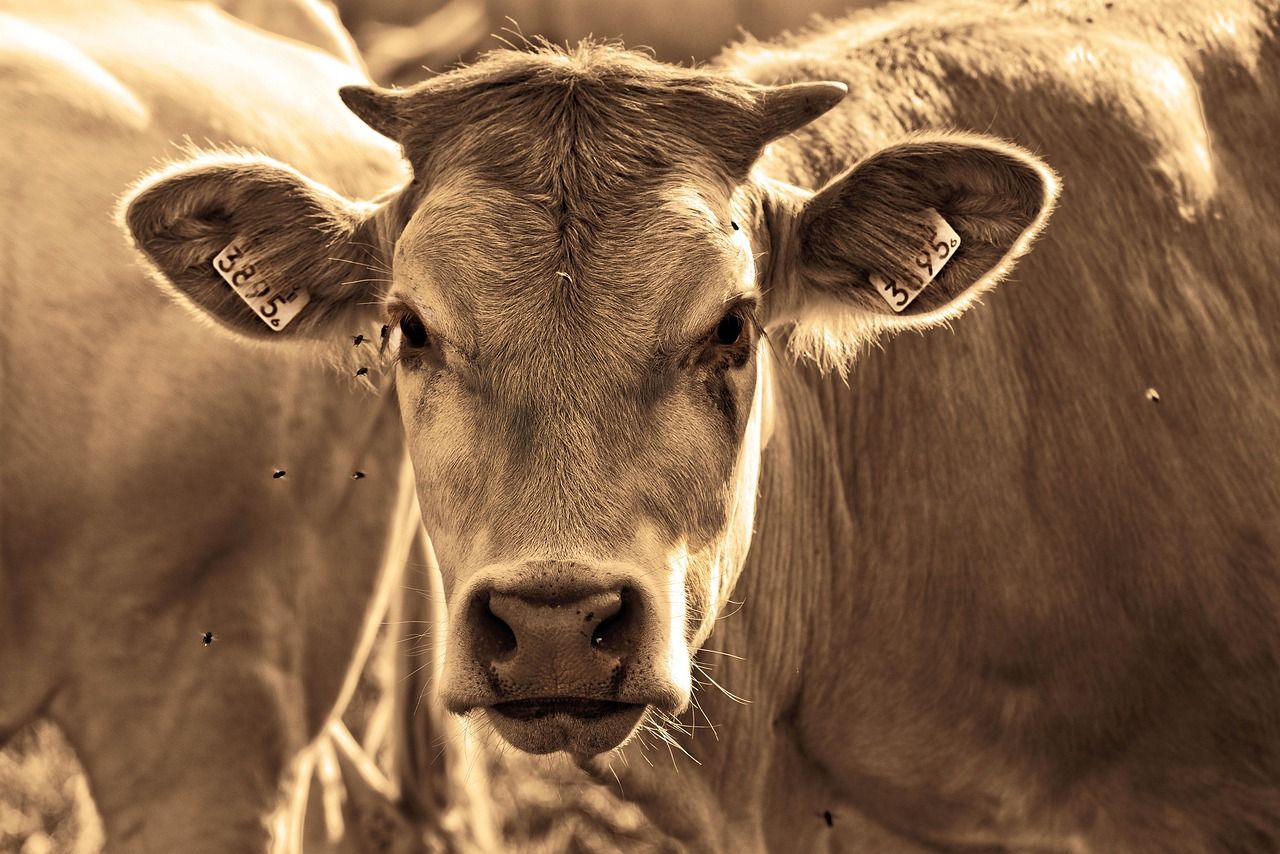 Heute.at - Fleischfressender Parasit befällt Kalb in USA