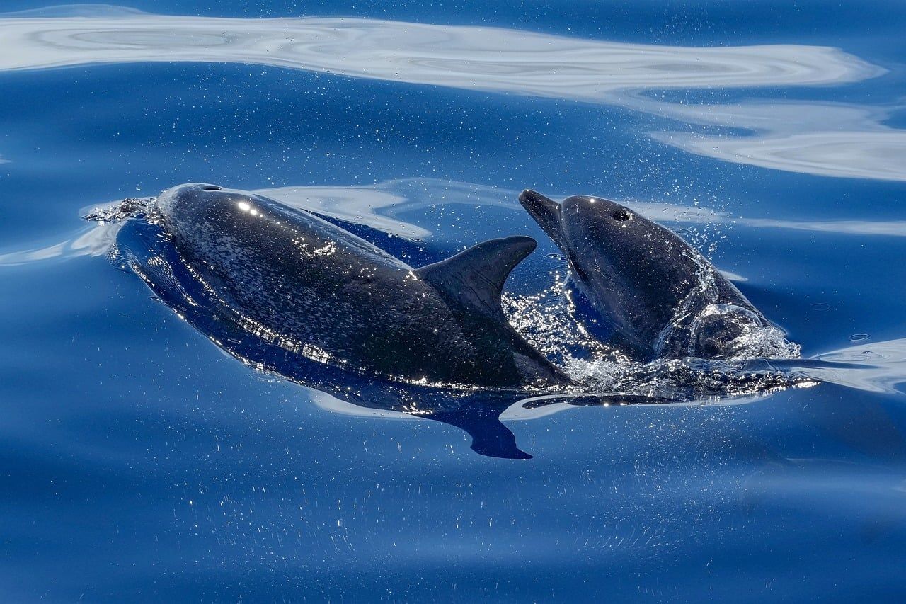 Zwei Delfine im Meer