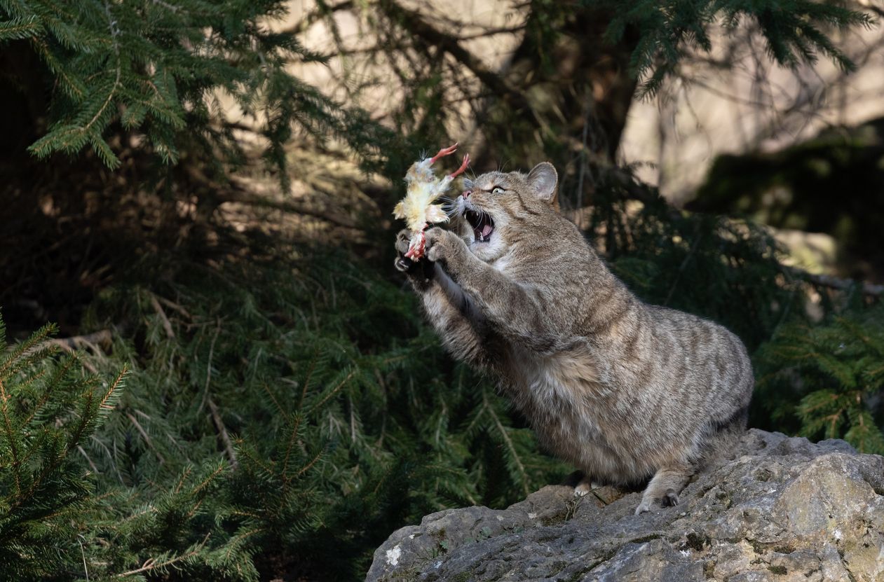 Heute.at - Hauskatze oder Wildkatze? Kennst du den Unterschied?
