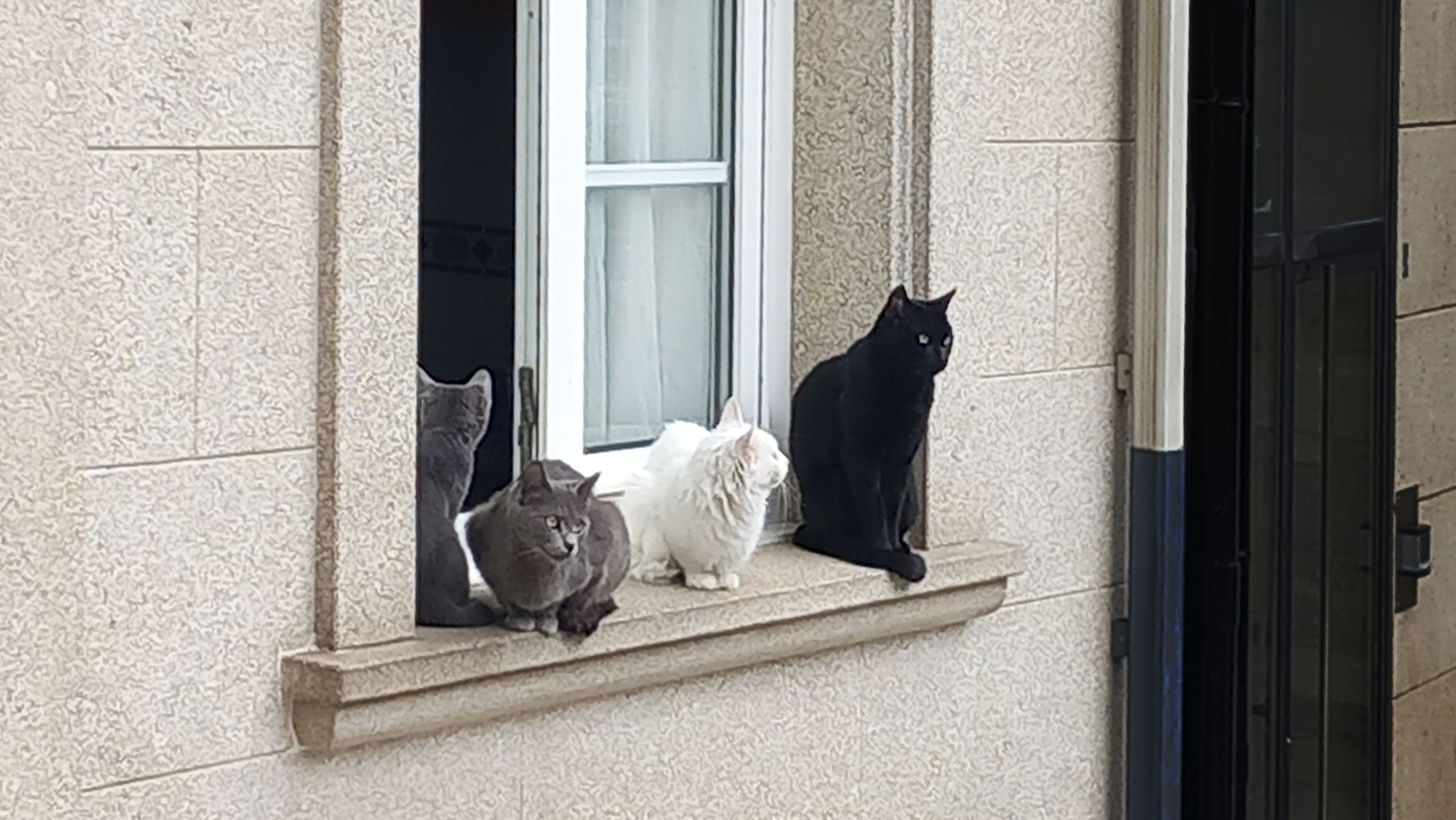 Wohnungen müssen über geeignete Absturzsicherungen für Katzen verfügen.
