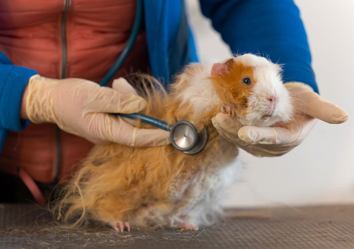 Heute.at - 13 Schweinchen vor Tierschutzhof abgestellt - eines tot