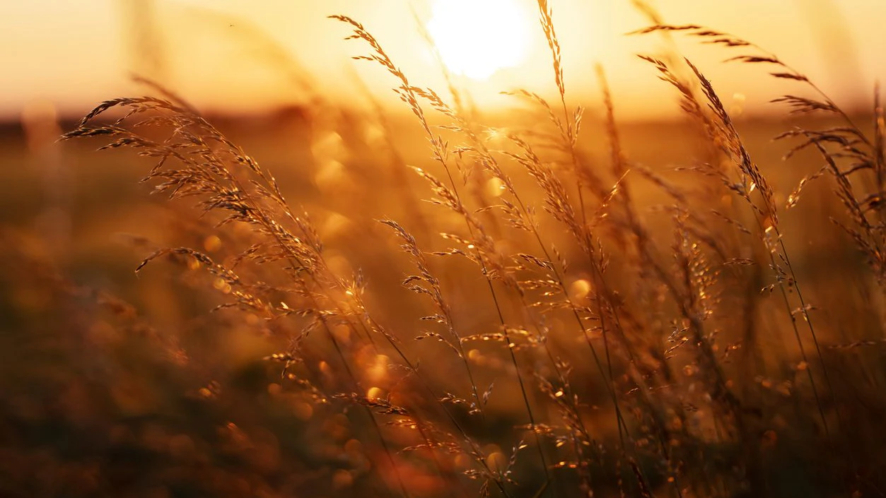 closeup picture of grass in a field at sunset