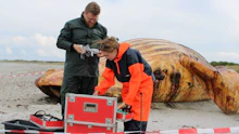 Wal Timmy: Weibchen gibt Rätsel auf