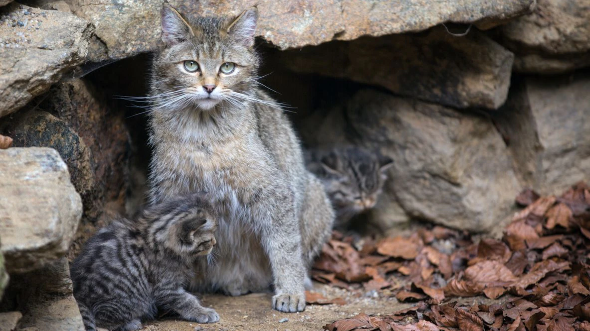 Die Jungtiere sind noch wesentlich kontrastreicher gezeichnet - je älter die Wildkatze wird, so "verwaschener" wird auch das Fell. 
